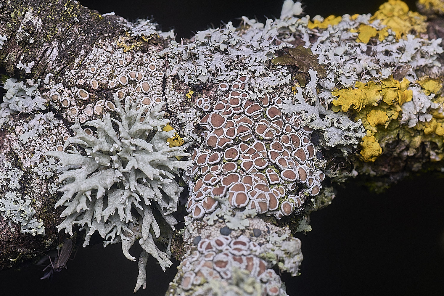 PepperPotHillLichen7241125-2