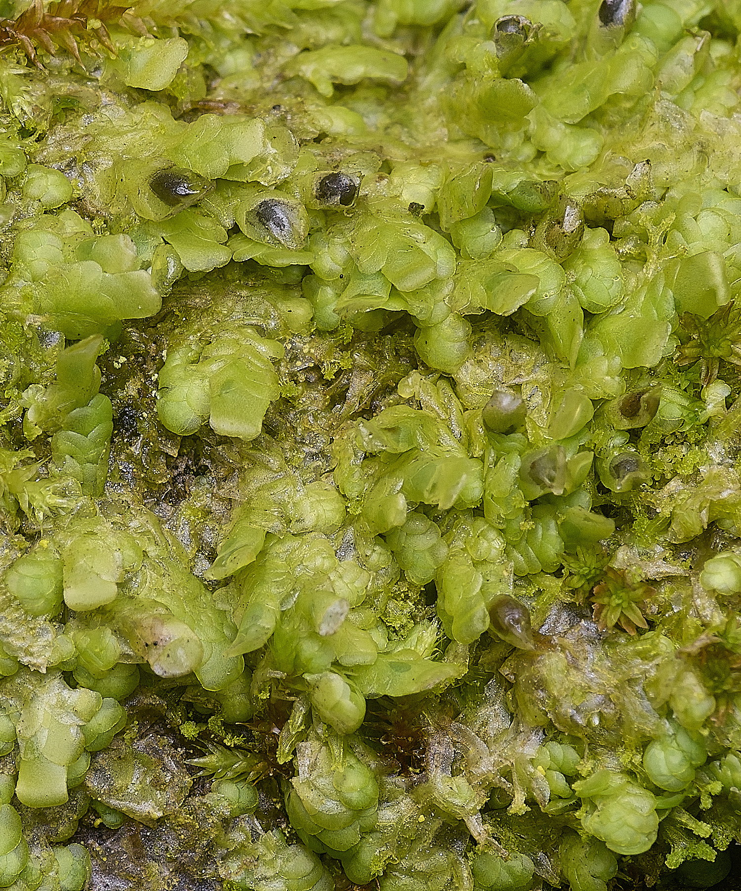 PepperPotHillRcomplanata241125-2