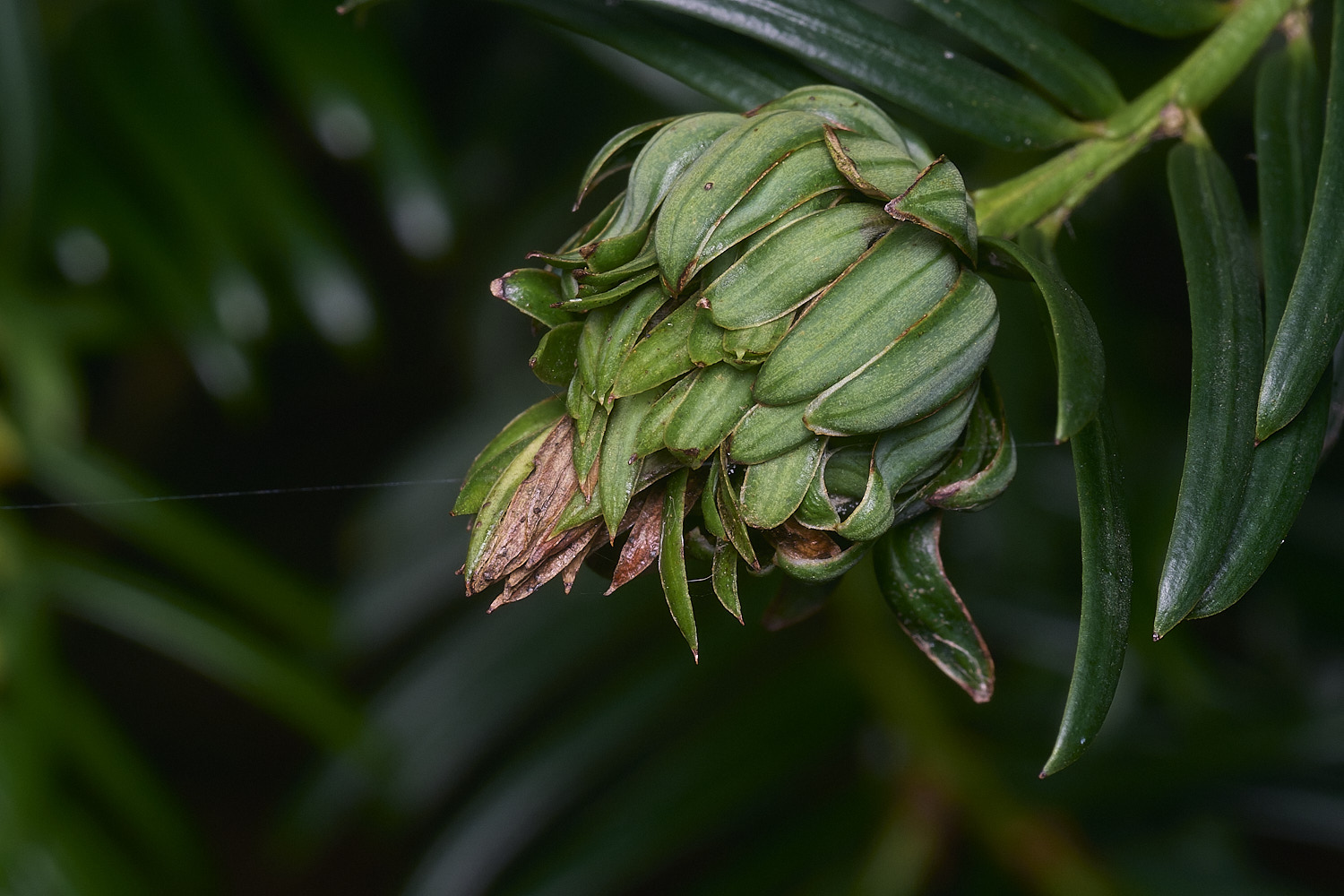 PepperPotHillYewGall241125-1