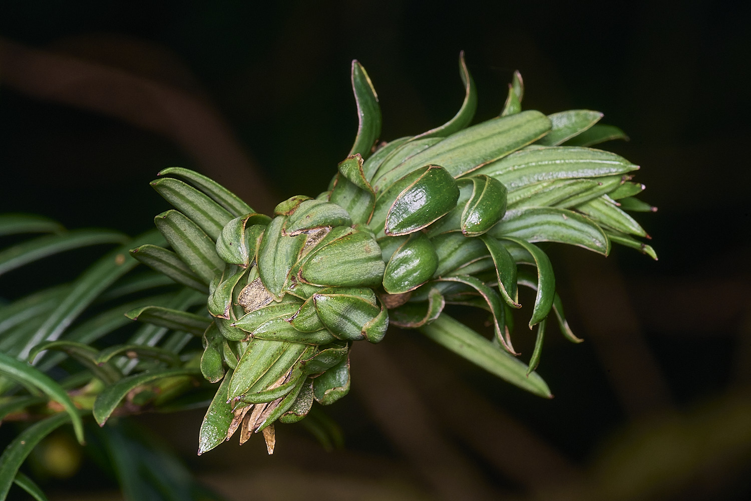 PepperPotHillYewGall241125-2