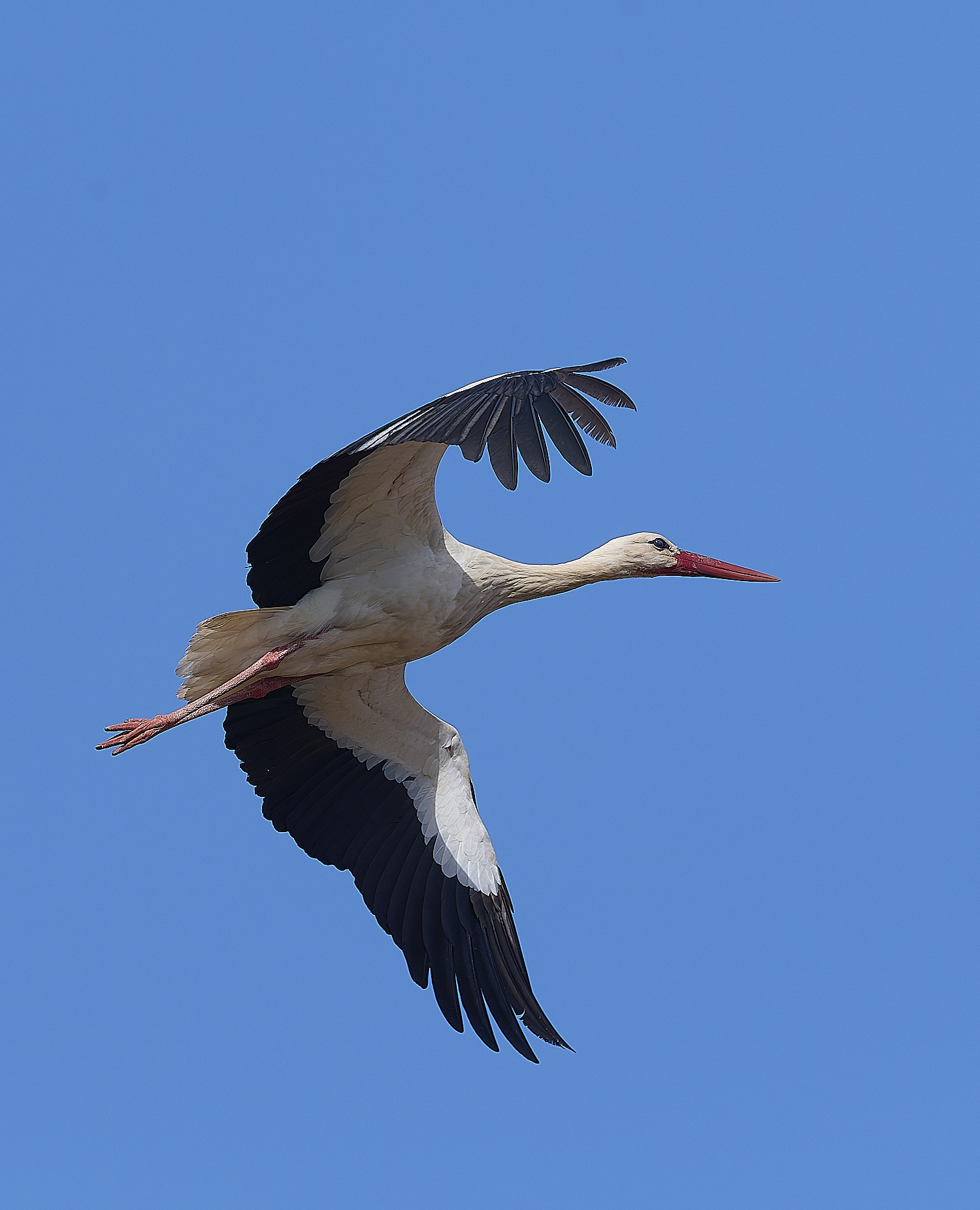 RasmaloWhiteStork220325-3-NEF-