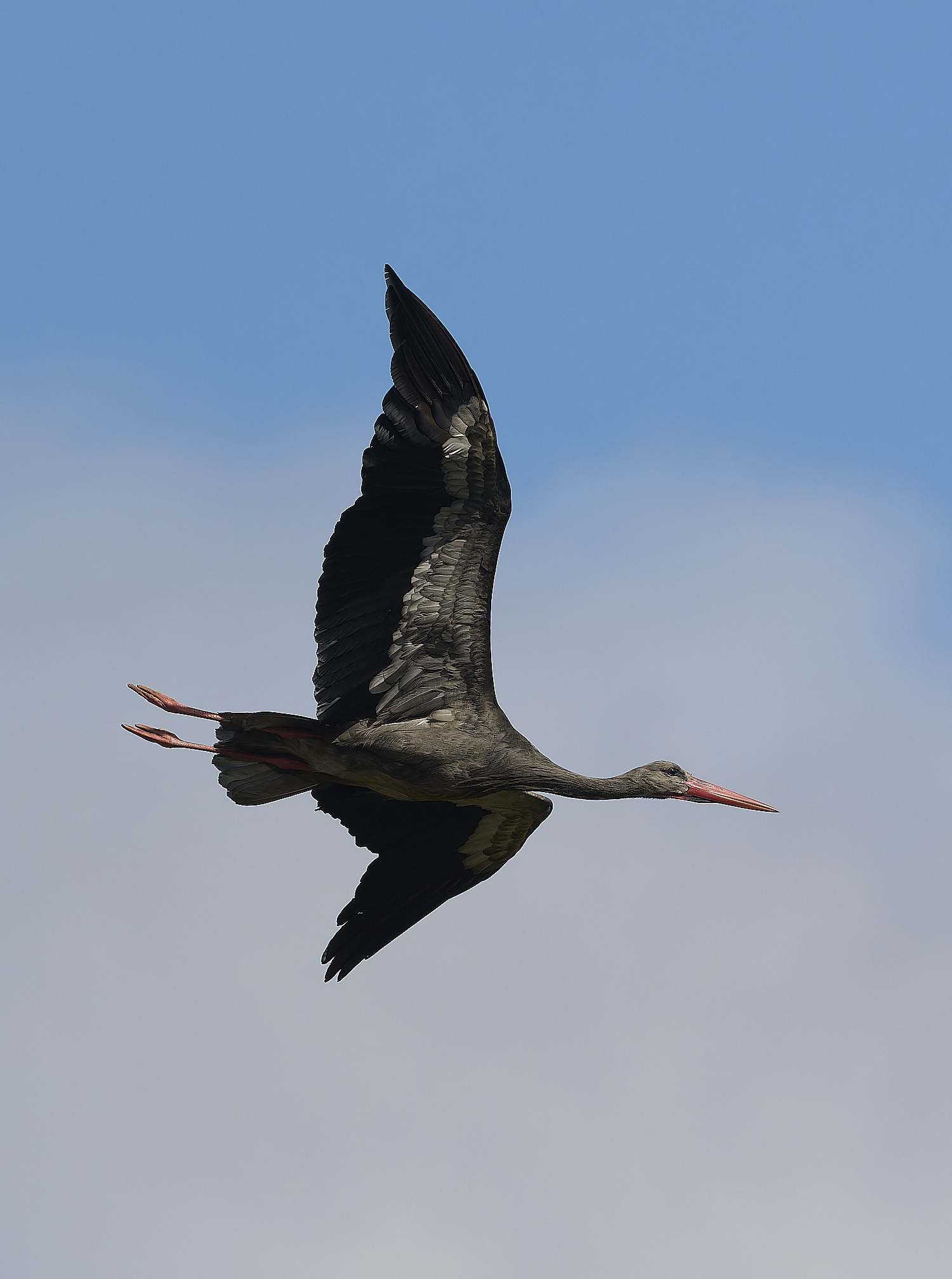 RasmaloWhiteStork220325-7-NEF-