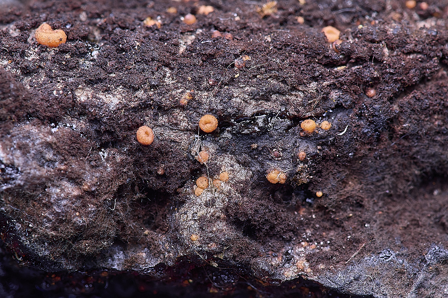 ResinFungus-2