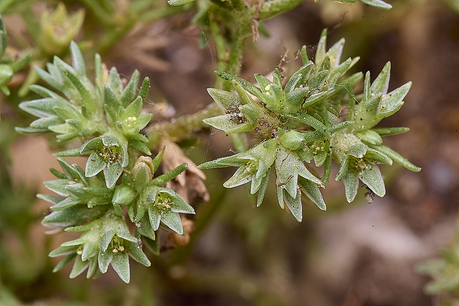 SantonDownhamAnnualKnawel250825-1