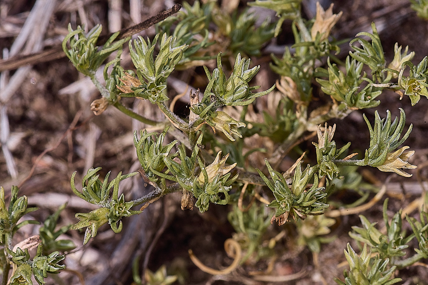 SantonDownhamAnnualKnawel250825-3