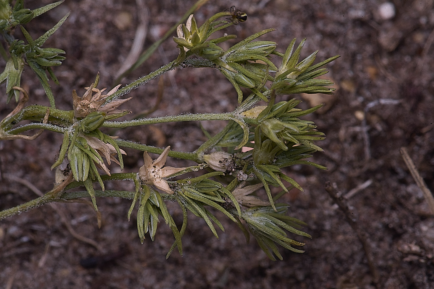 SantonDownhamAnnualKnawel250825-4