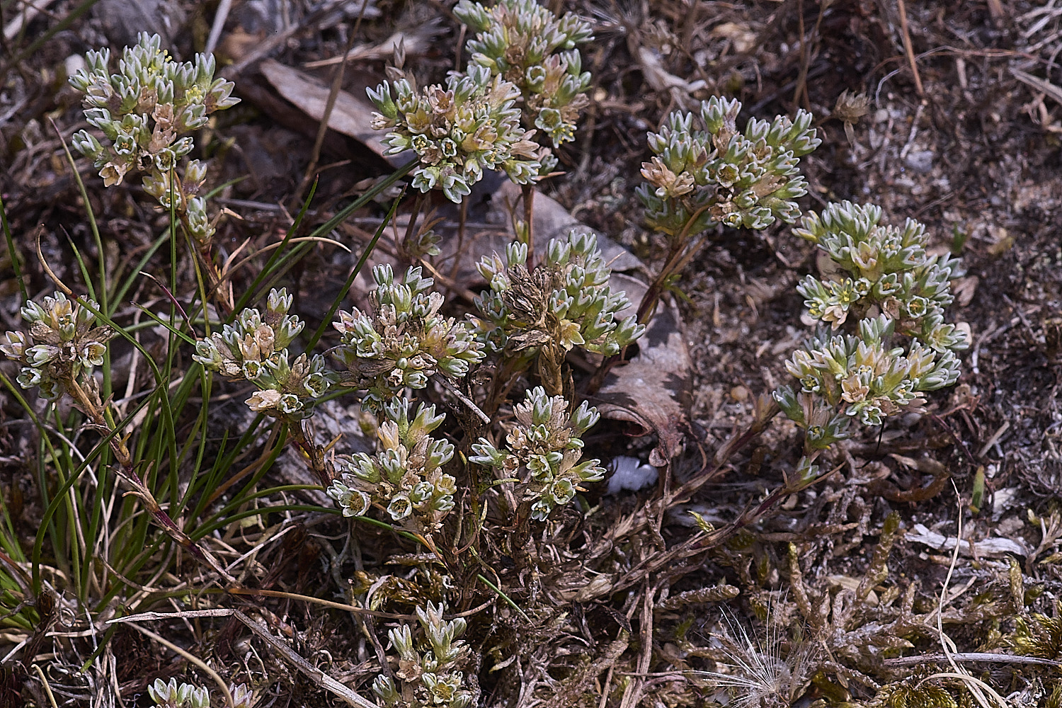 SantonDownhamAnnualKnawel250825-5