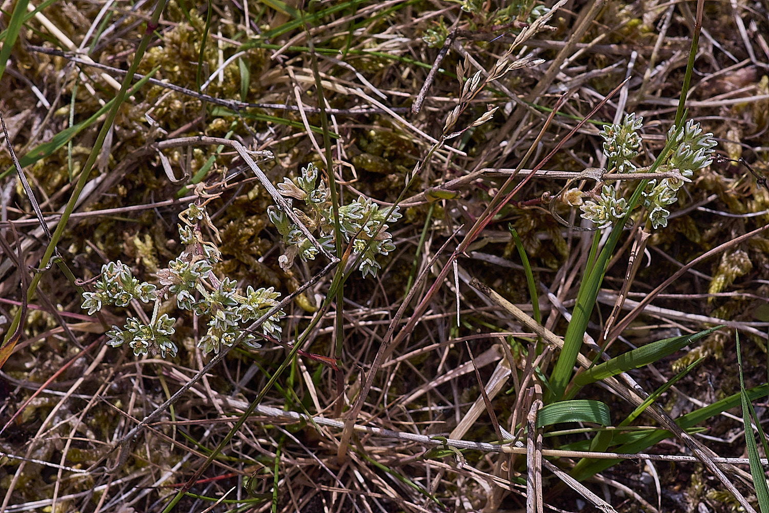 SantonDownhamAnnualKnawel250825-6