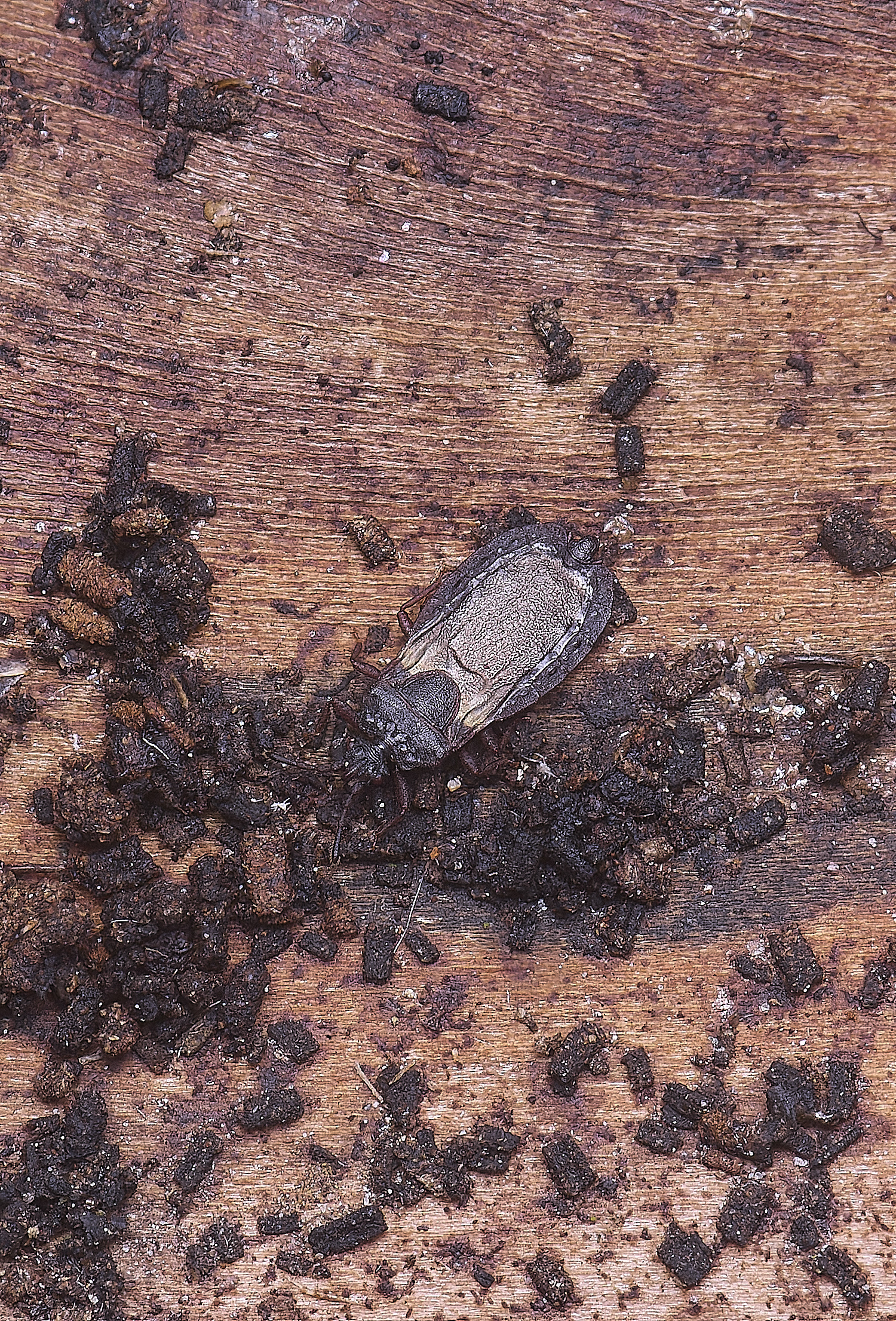 SantonDOwnhamBarkBug080625-2