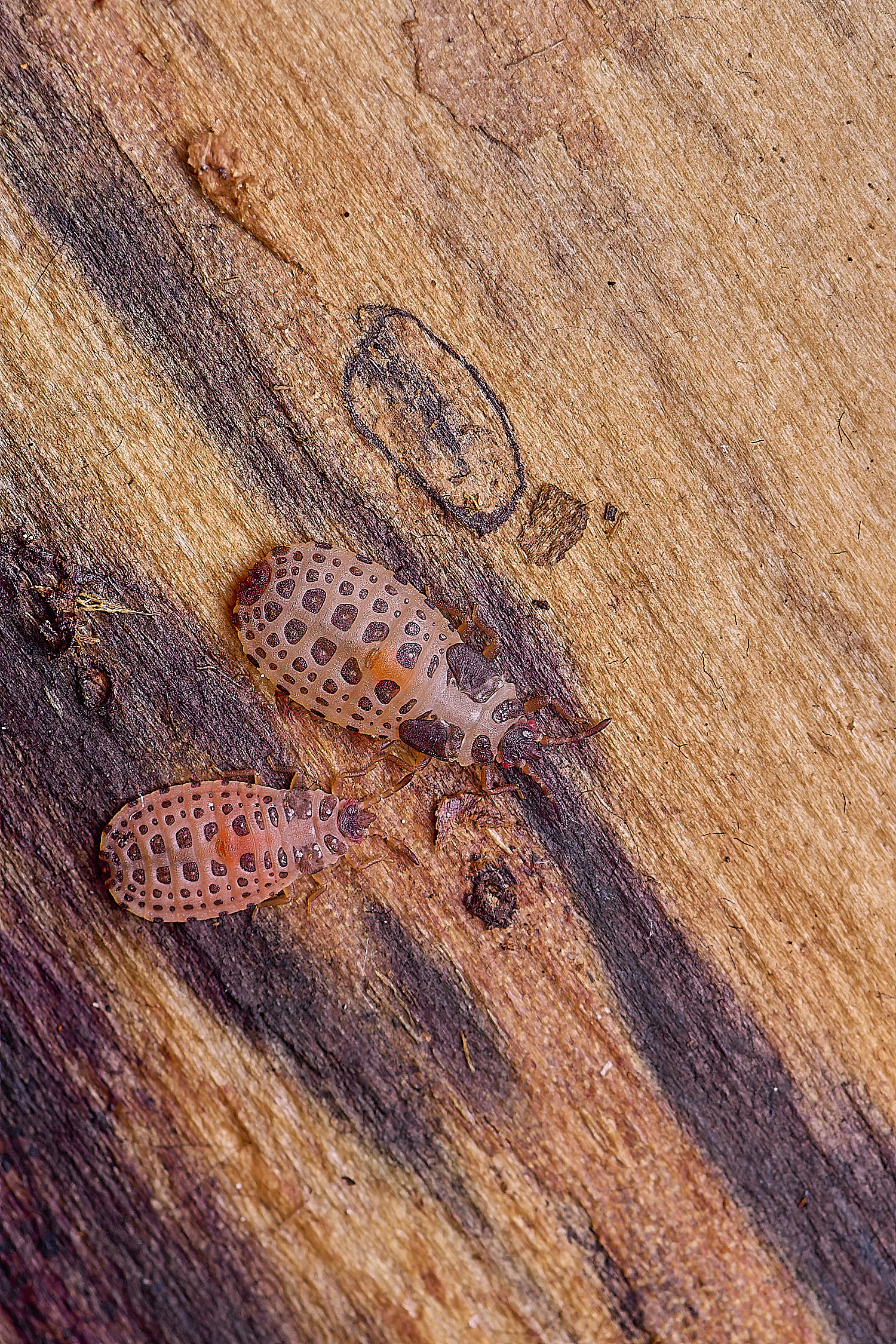 SantonDOwnhamBarkBug080625-5