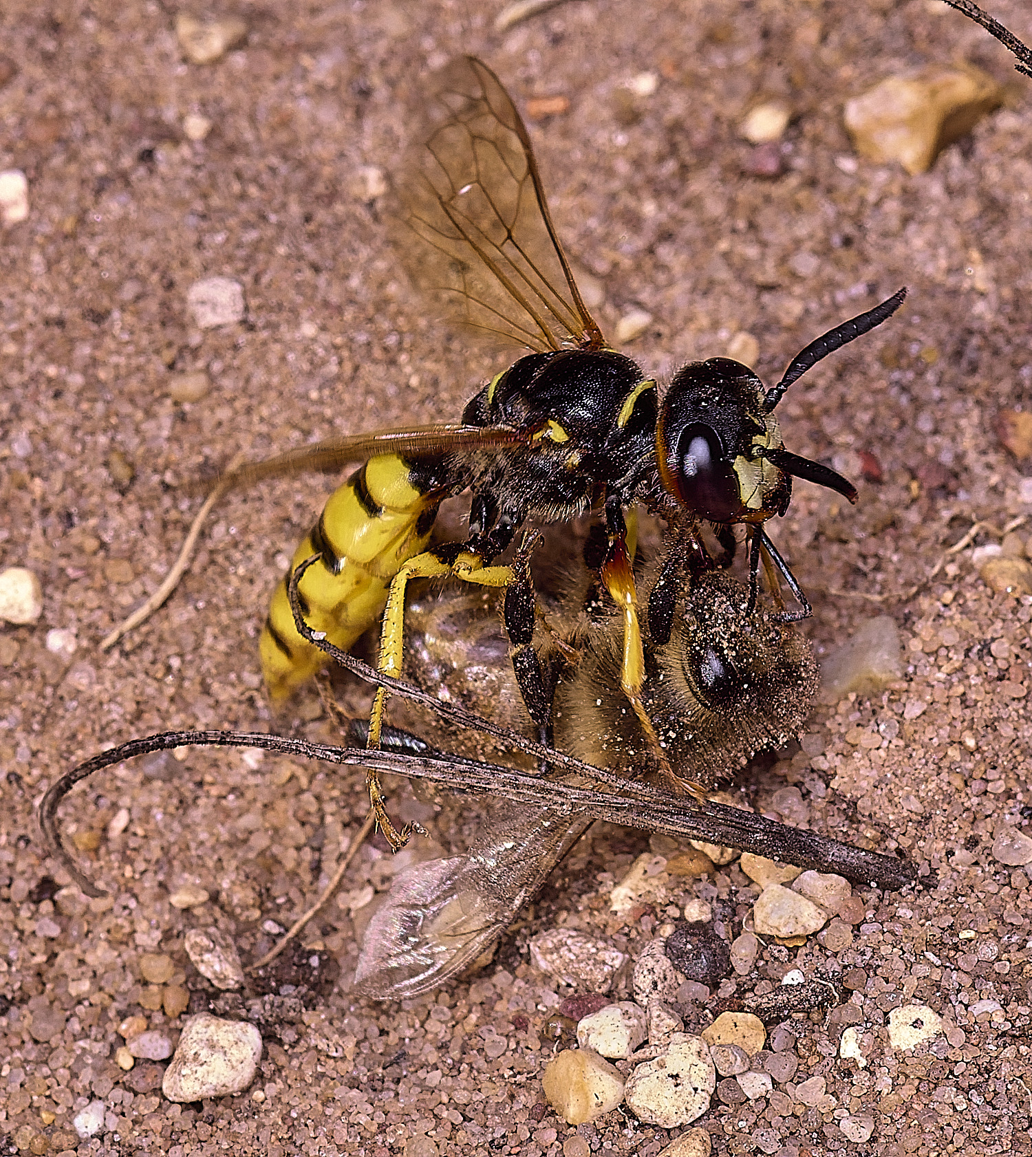 SantonDownhamBeeWolf250825-1