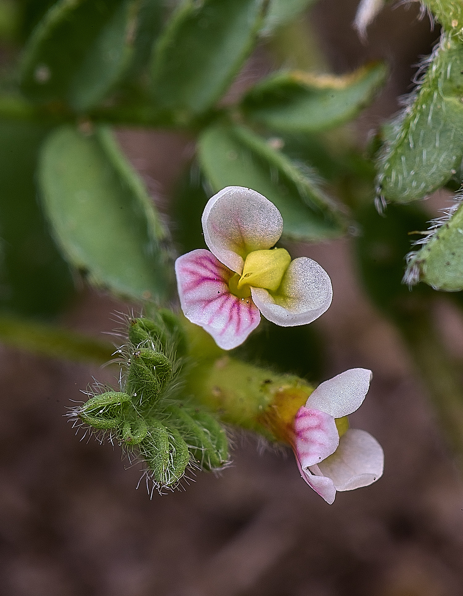 SantonDownhamBird'sFoot250825-1