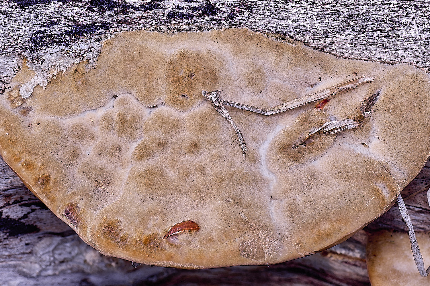 SantonDOwnhamBracket080625-4 1