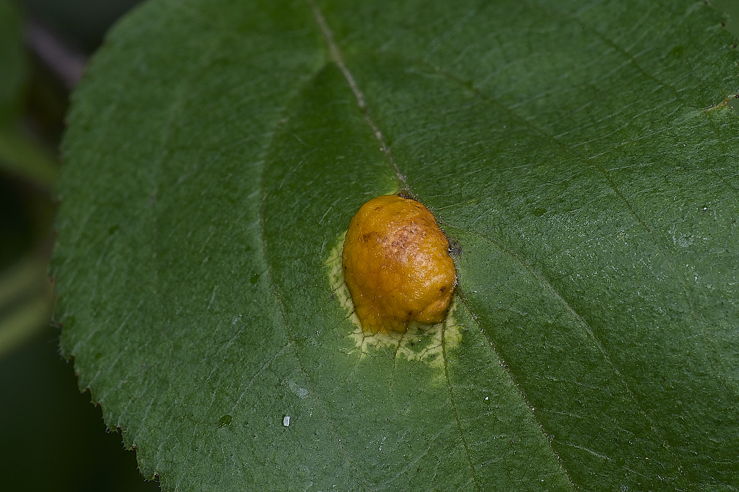SantonDownhamBuckthornRust080625-1
