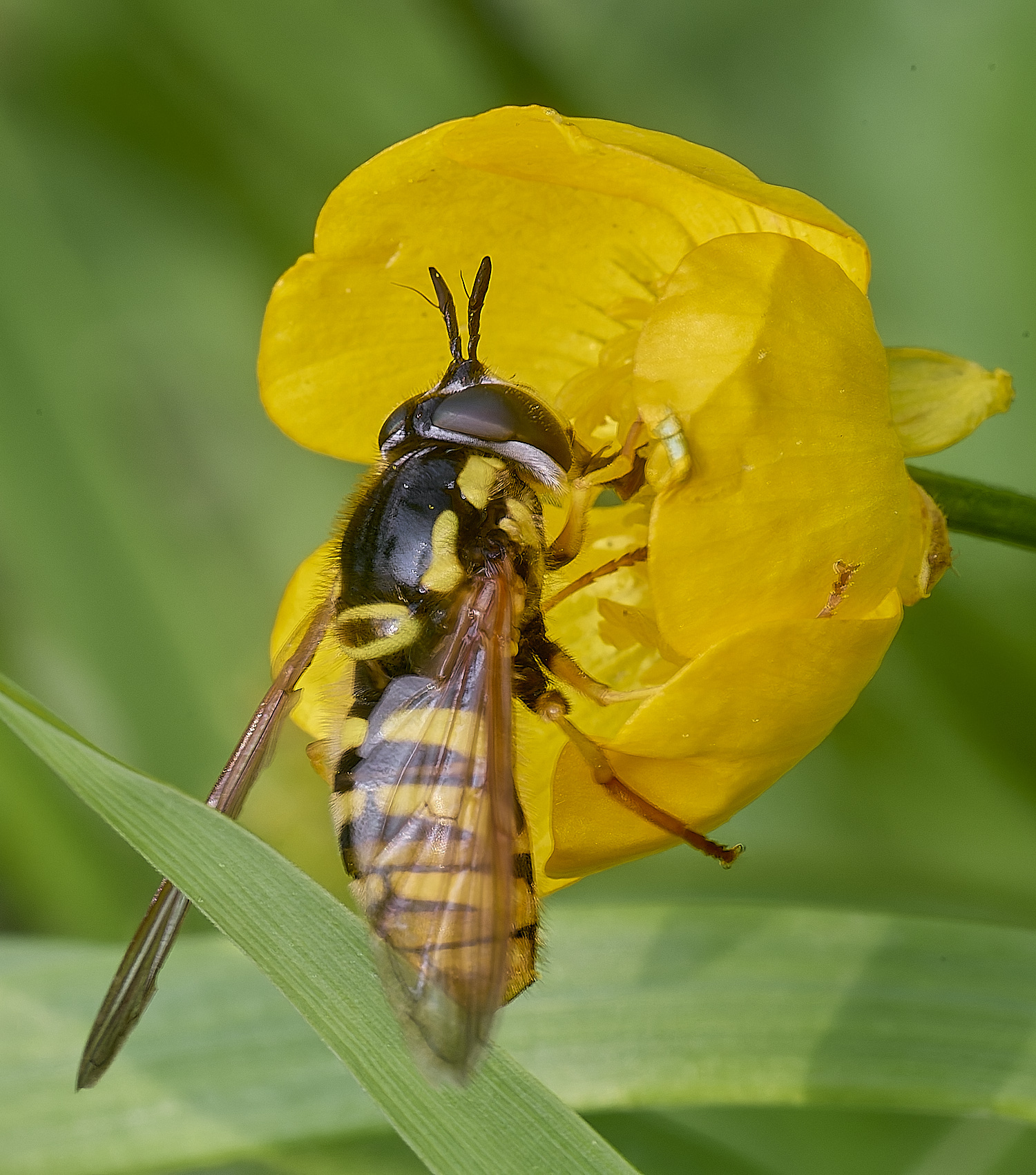 SantonDownhamChrysotoxum080625-1 1
