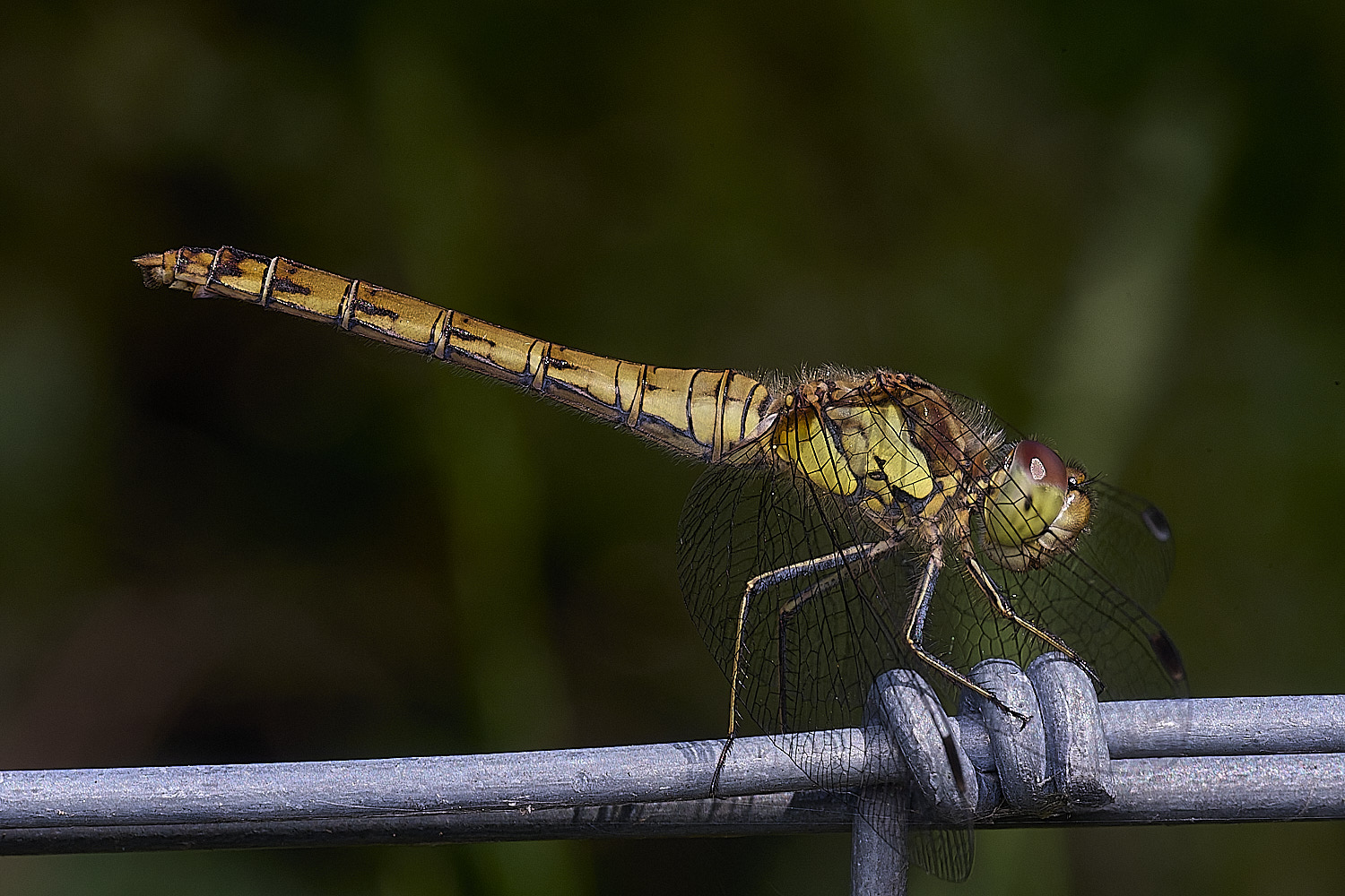 SantonDownhamCommonDarter250825-2