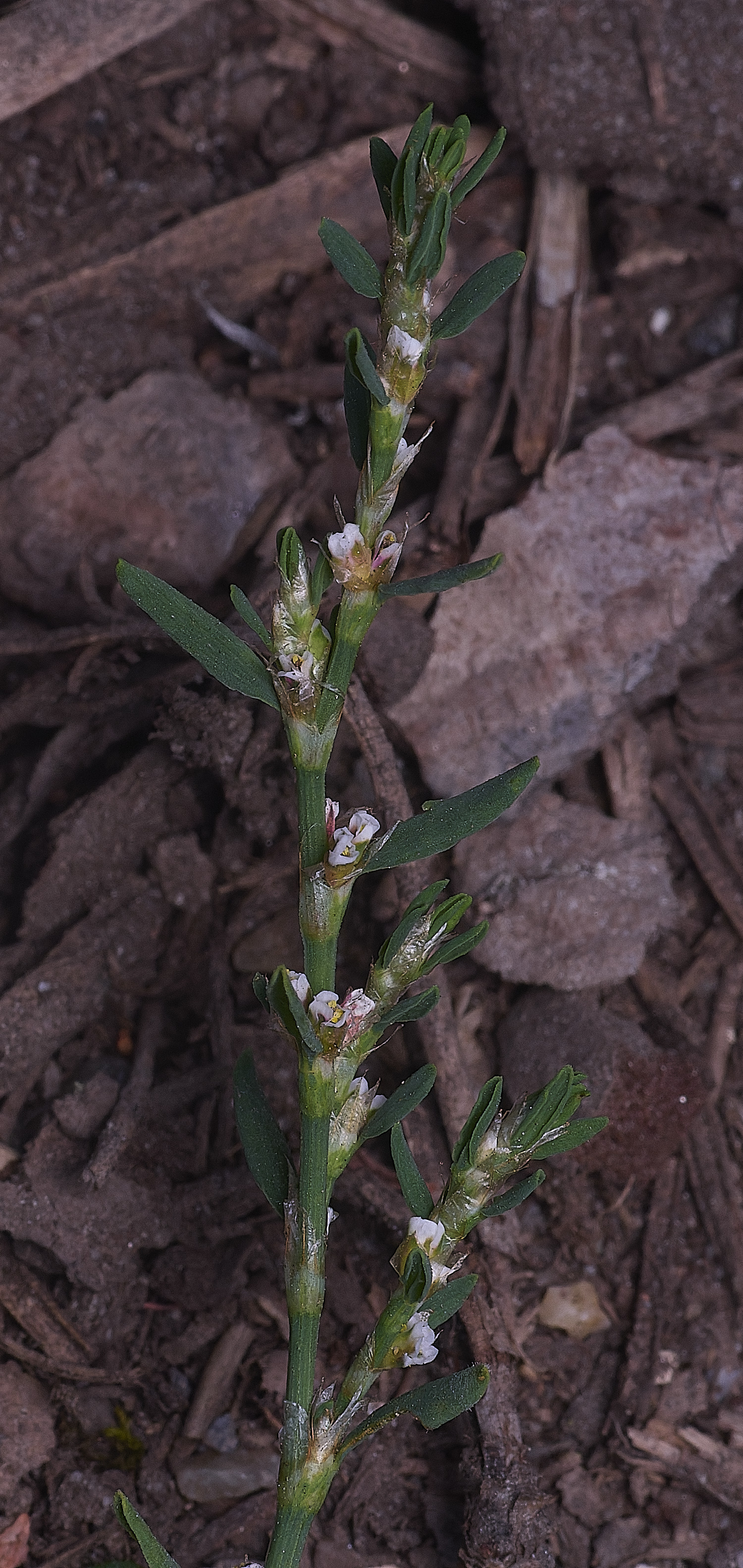 SantonDOwnhamCommonKnotgrass250825-2