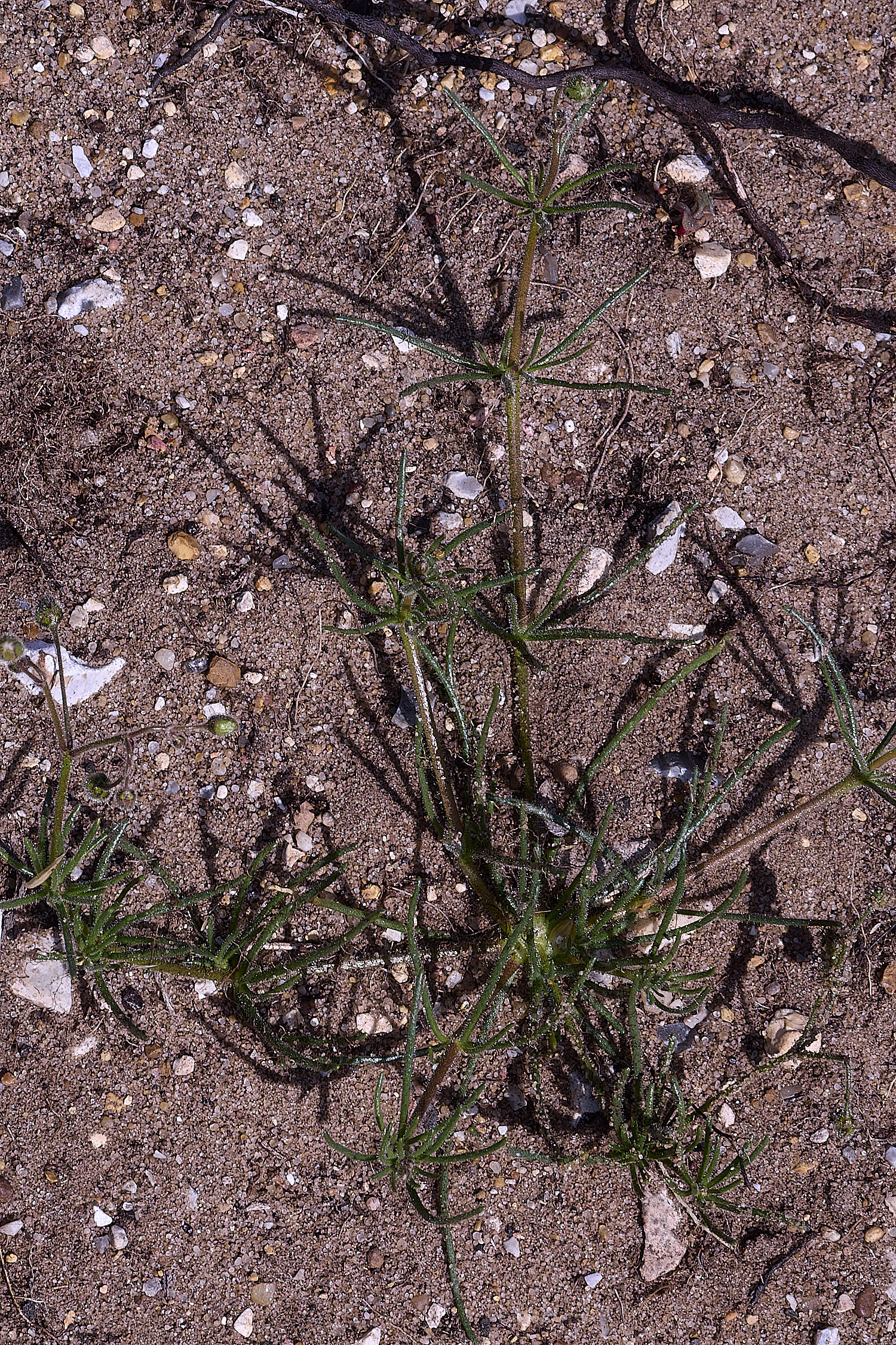 SantonDownhamCornSpurry250825-1