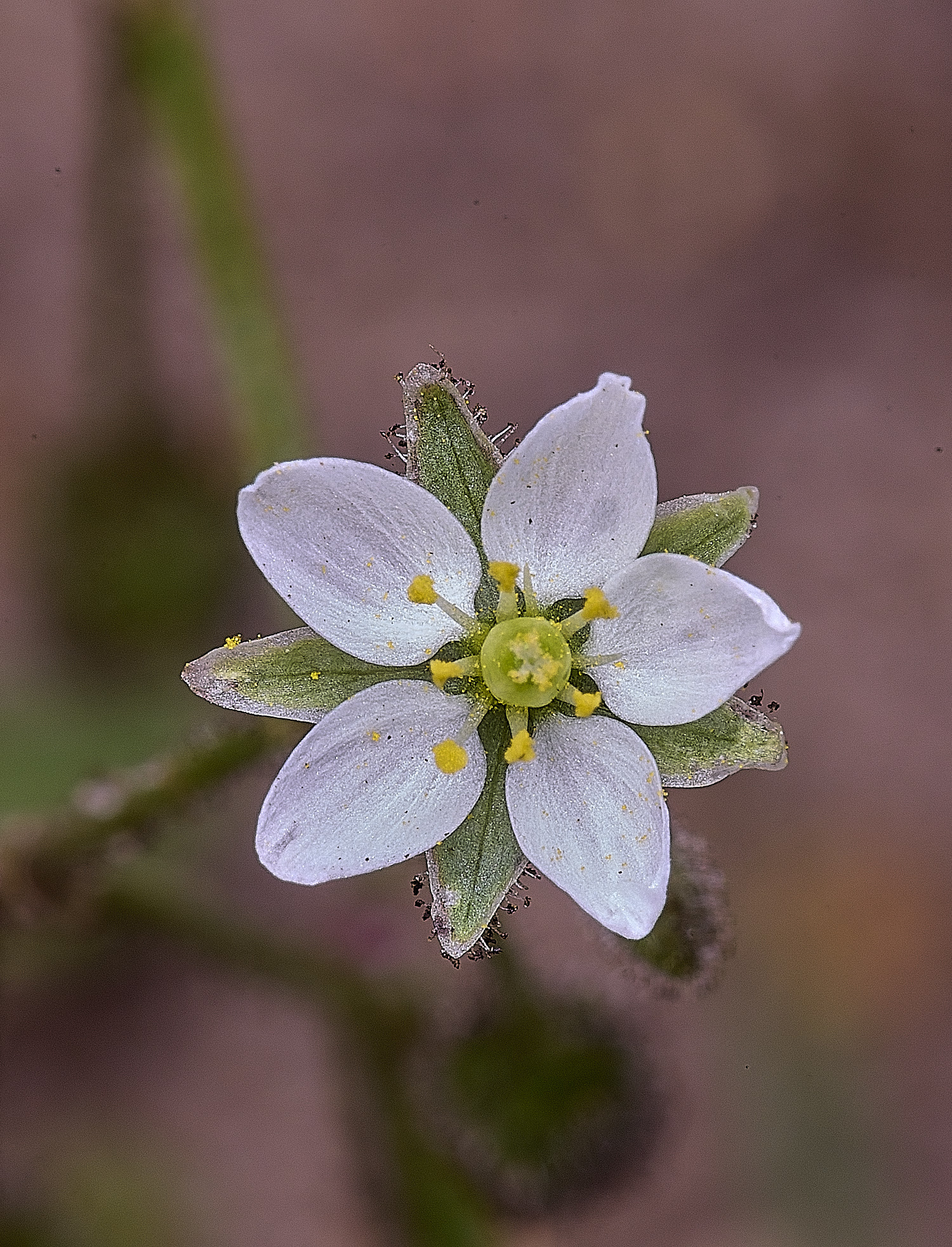 SantonDownhamCornSpurry250825-3
