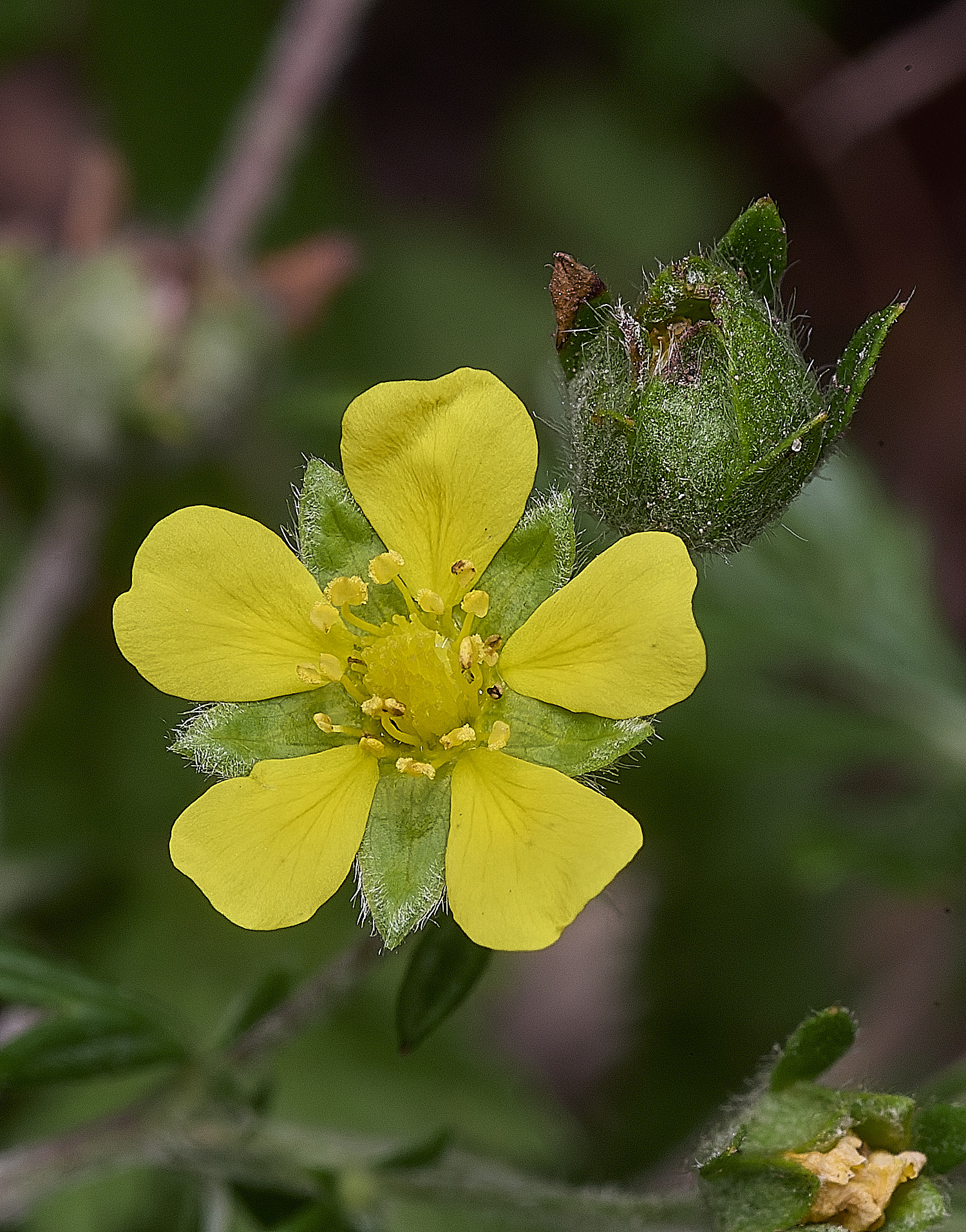 SantonDownhamHoaryCinquefoil250825-1