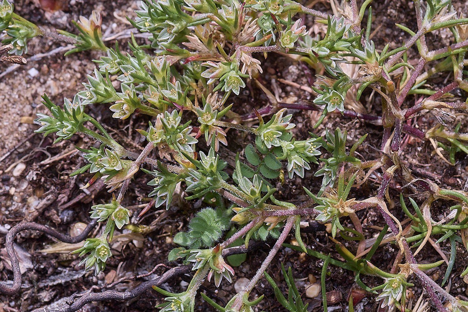 SantonDownhamKnawel250825-1