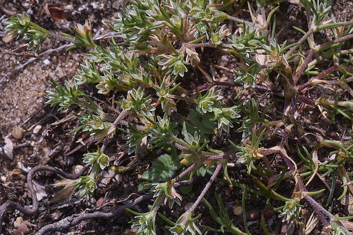 SantonDownhamKnawel250825-2