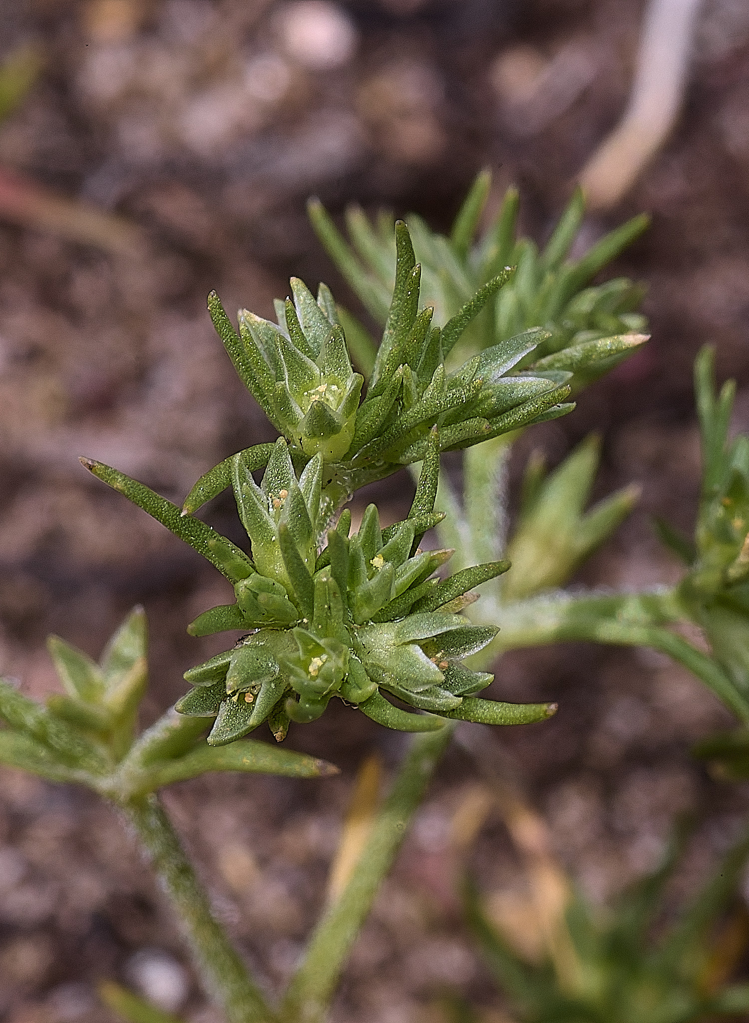 SantonDownhamKnawel250825-3