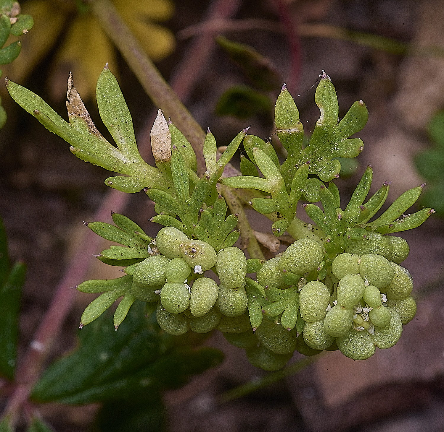 SantonDownhamLesserSwineCress250825-1