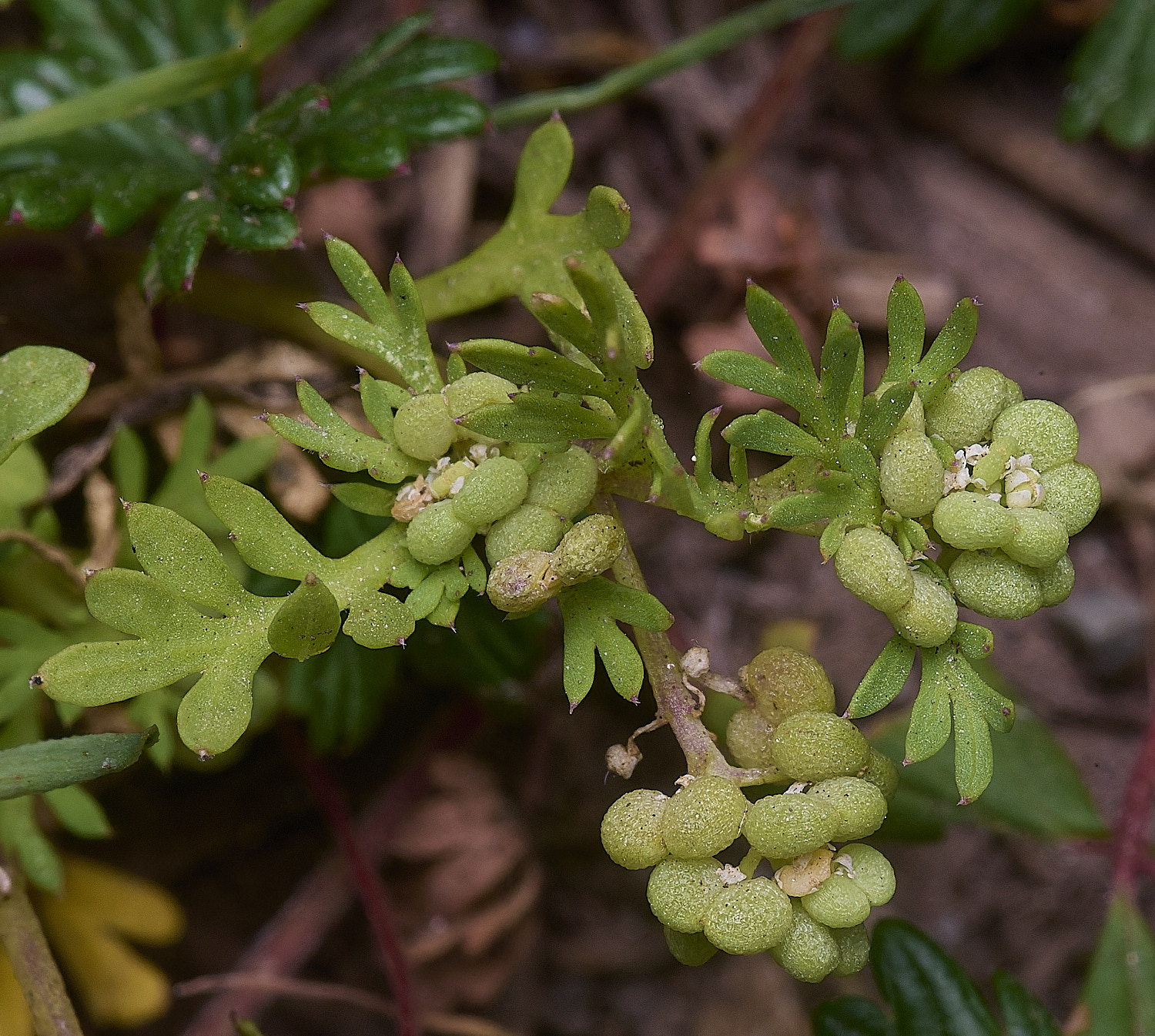 SantonDownhamLesserSwineCress250825-2