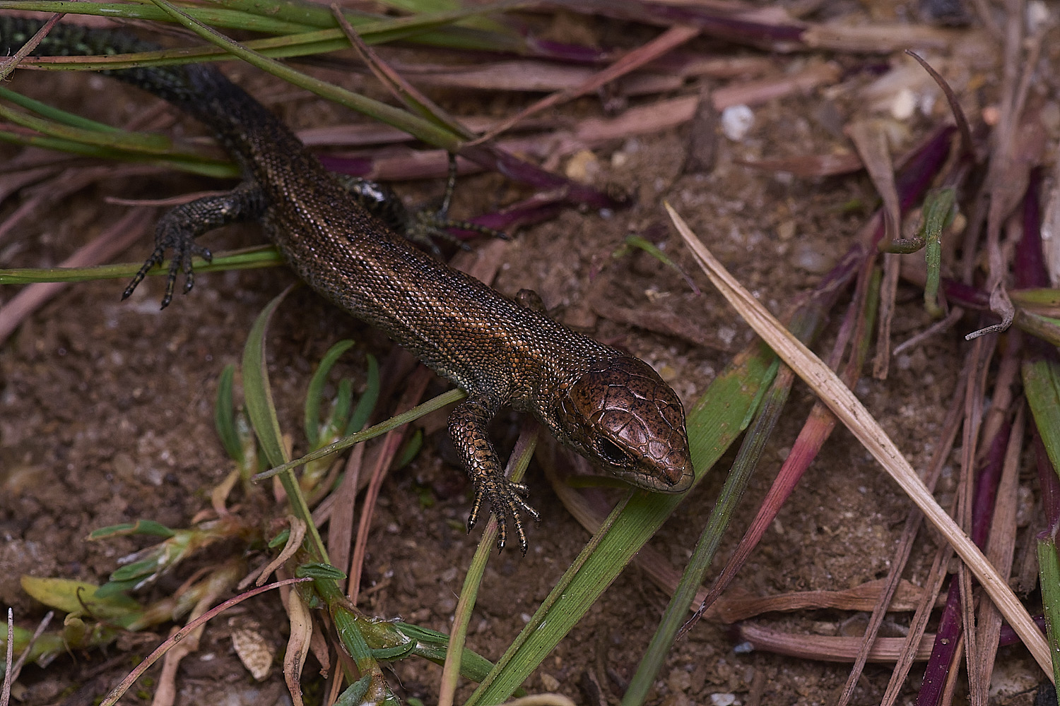 SantonDownhamLizard250825-2