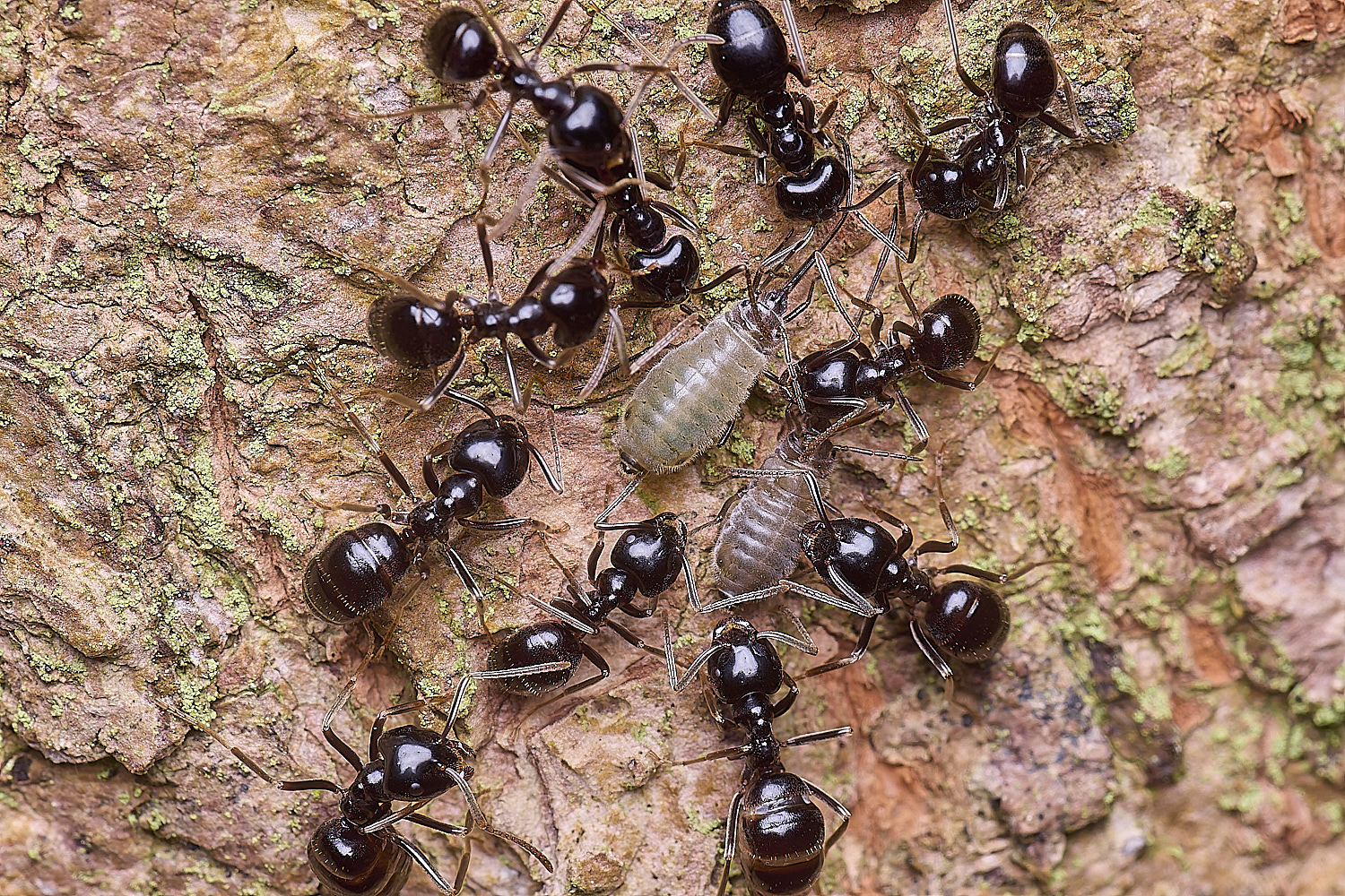 SantonDownhamMapleAphid080625-2