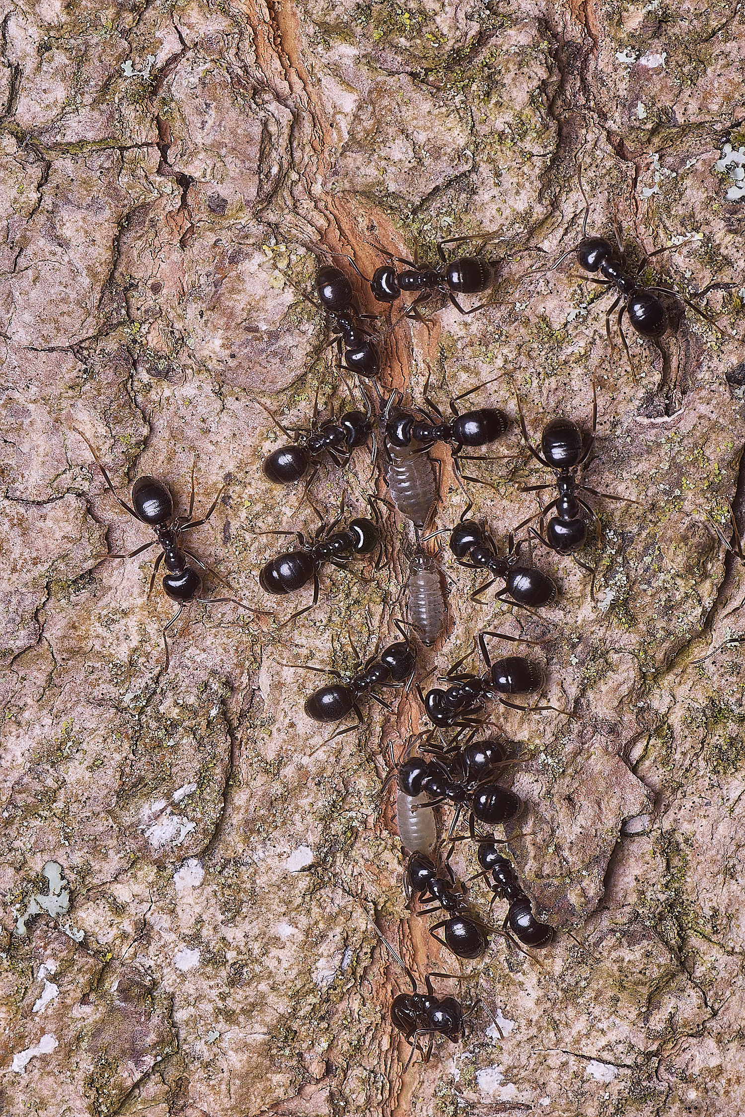 SantonDownhamMapleAphid080625-3