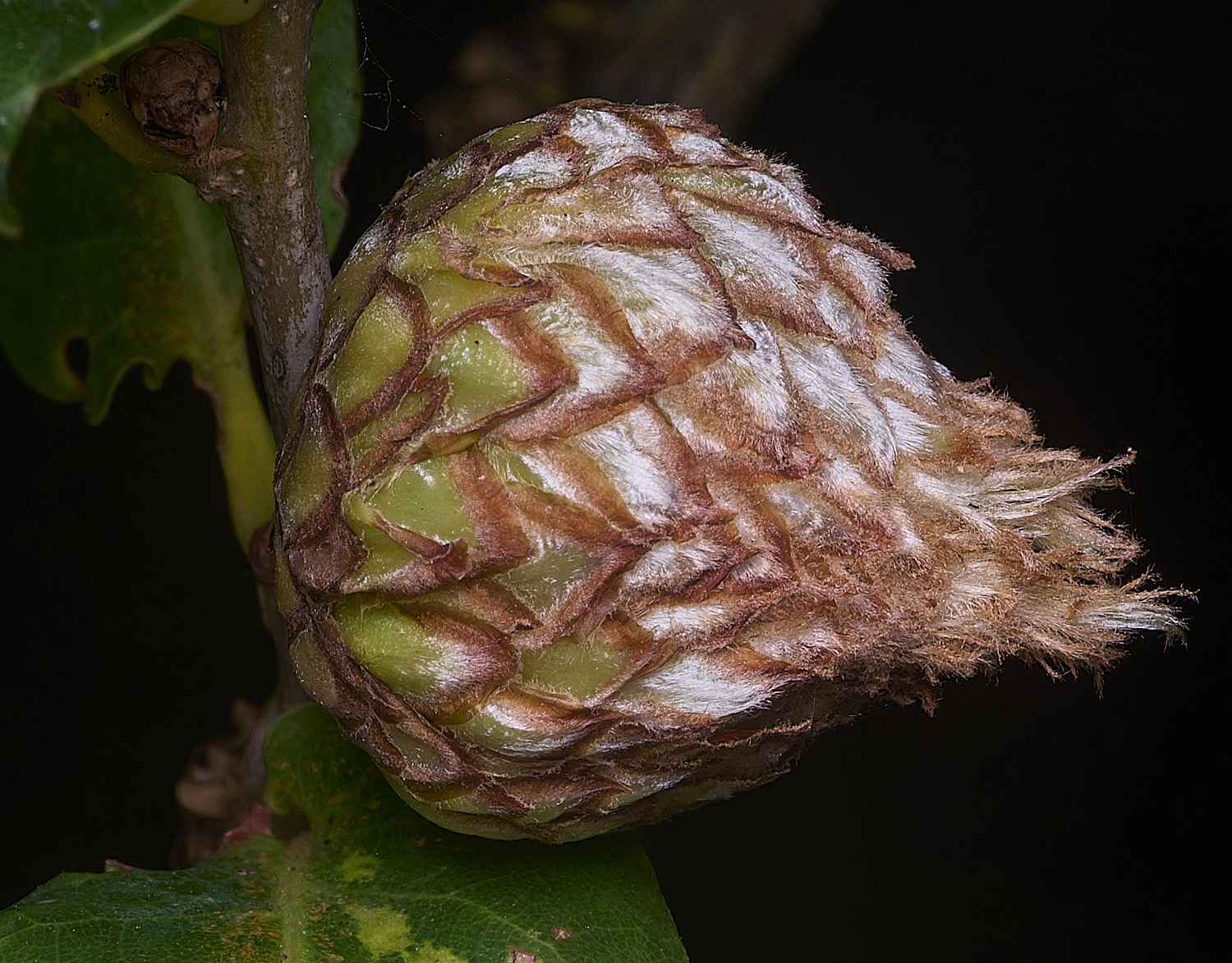 SantonDownhamOakGall250825-1