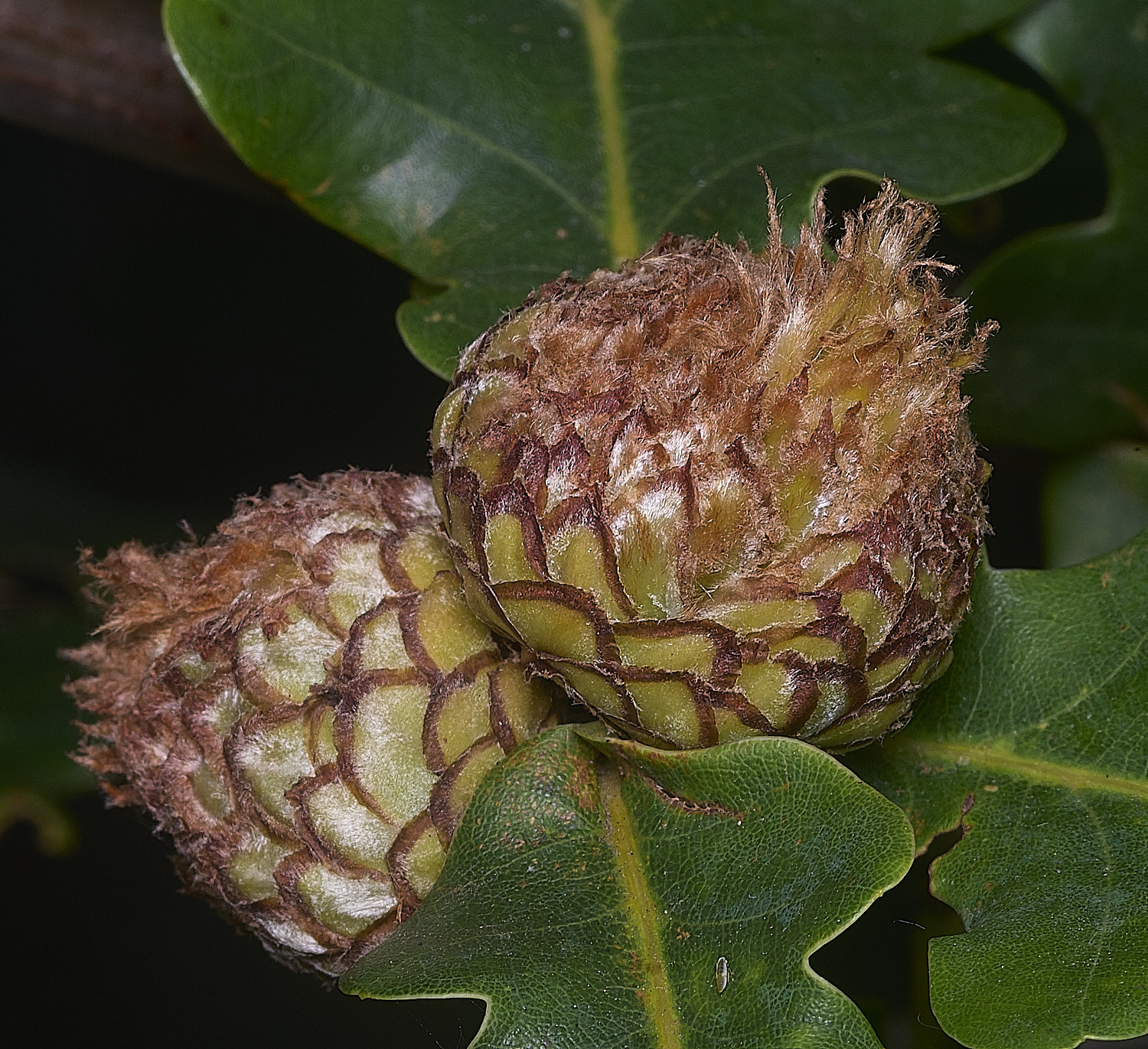 SantonDownhamOakGall250825-2