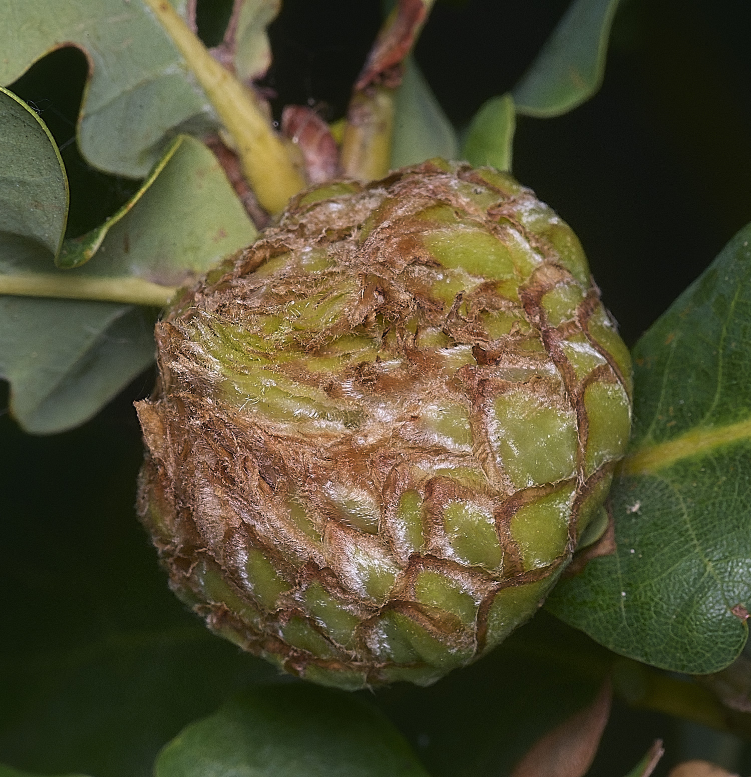 SantonDownhamOakGall250825-3