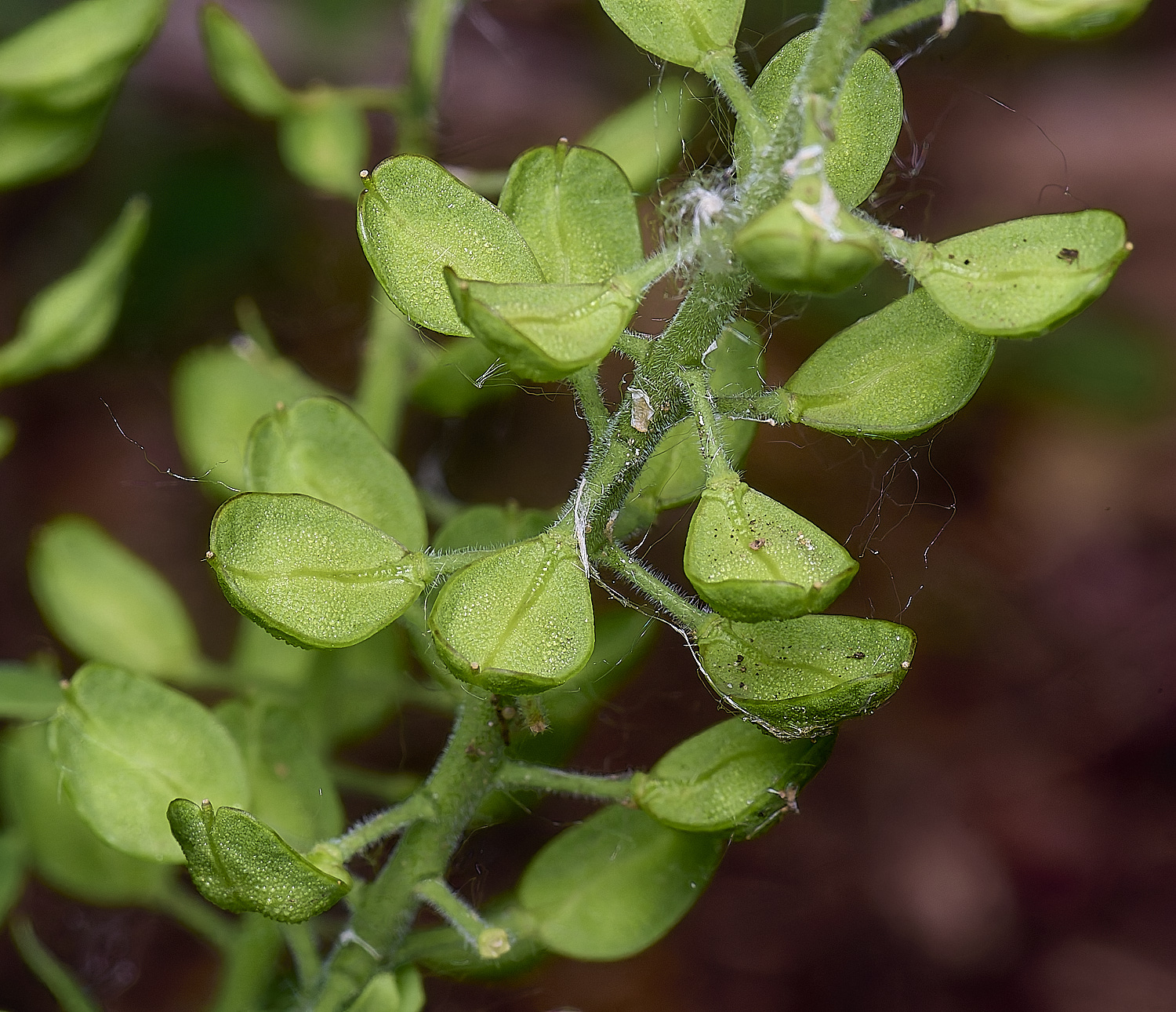 SantonDownhamPennywort080625-2