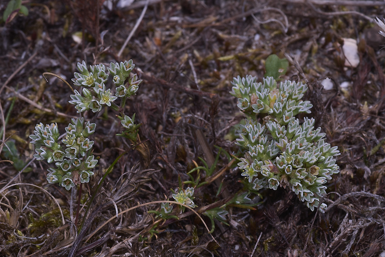 SantonDownhamPerennialKnawel250825-1