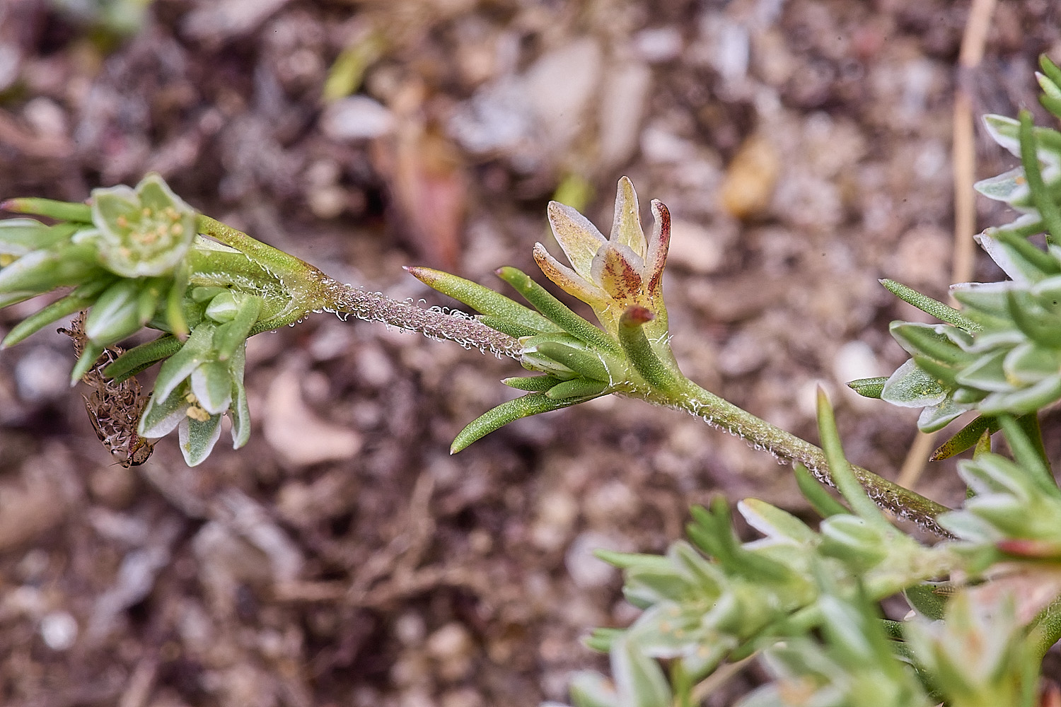 SantonDownhamPerennialKnawel250825-5