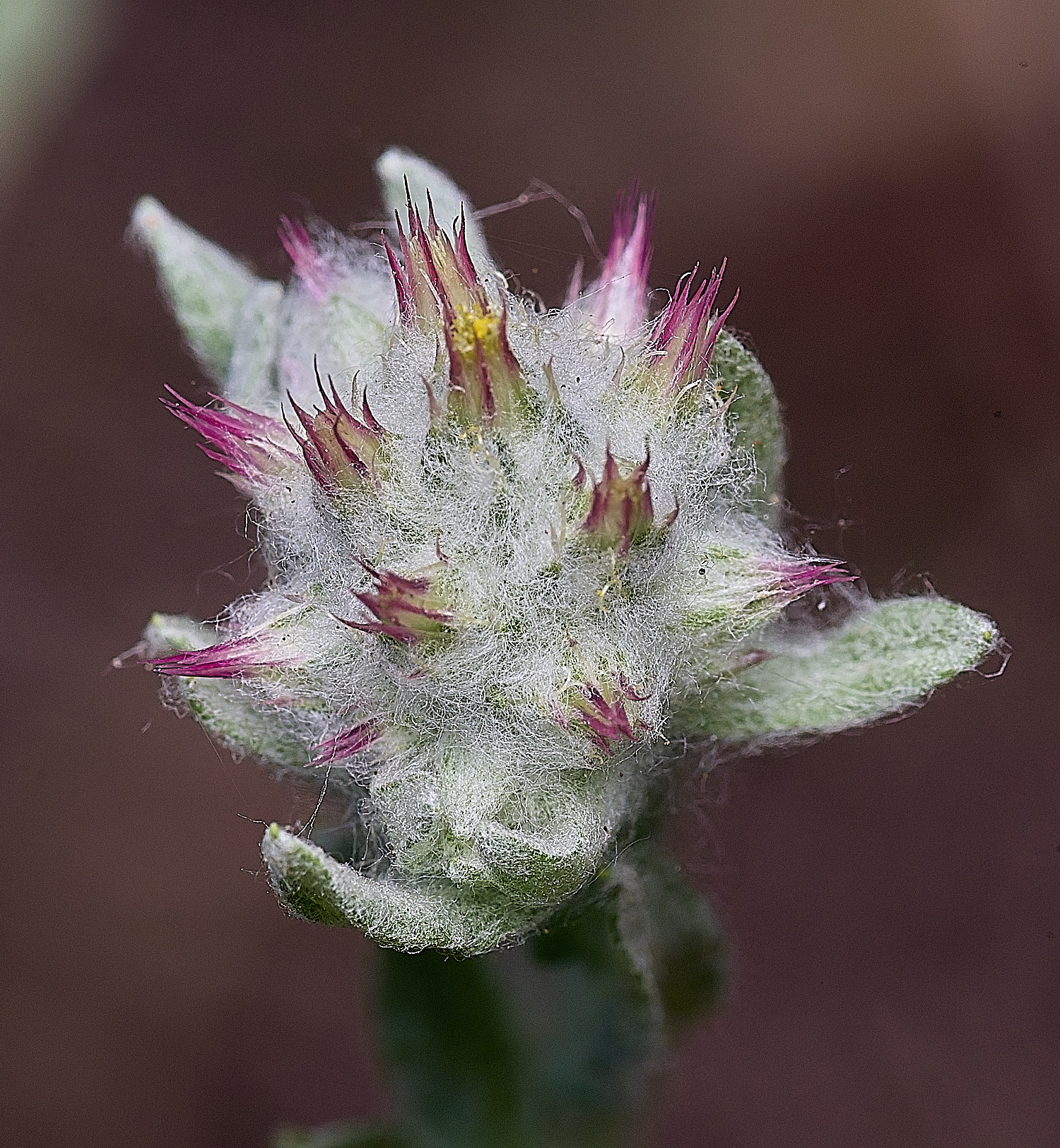 SantonDownhamRedtippedCudweed250825-10