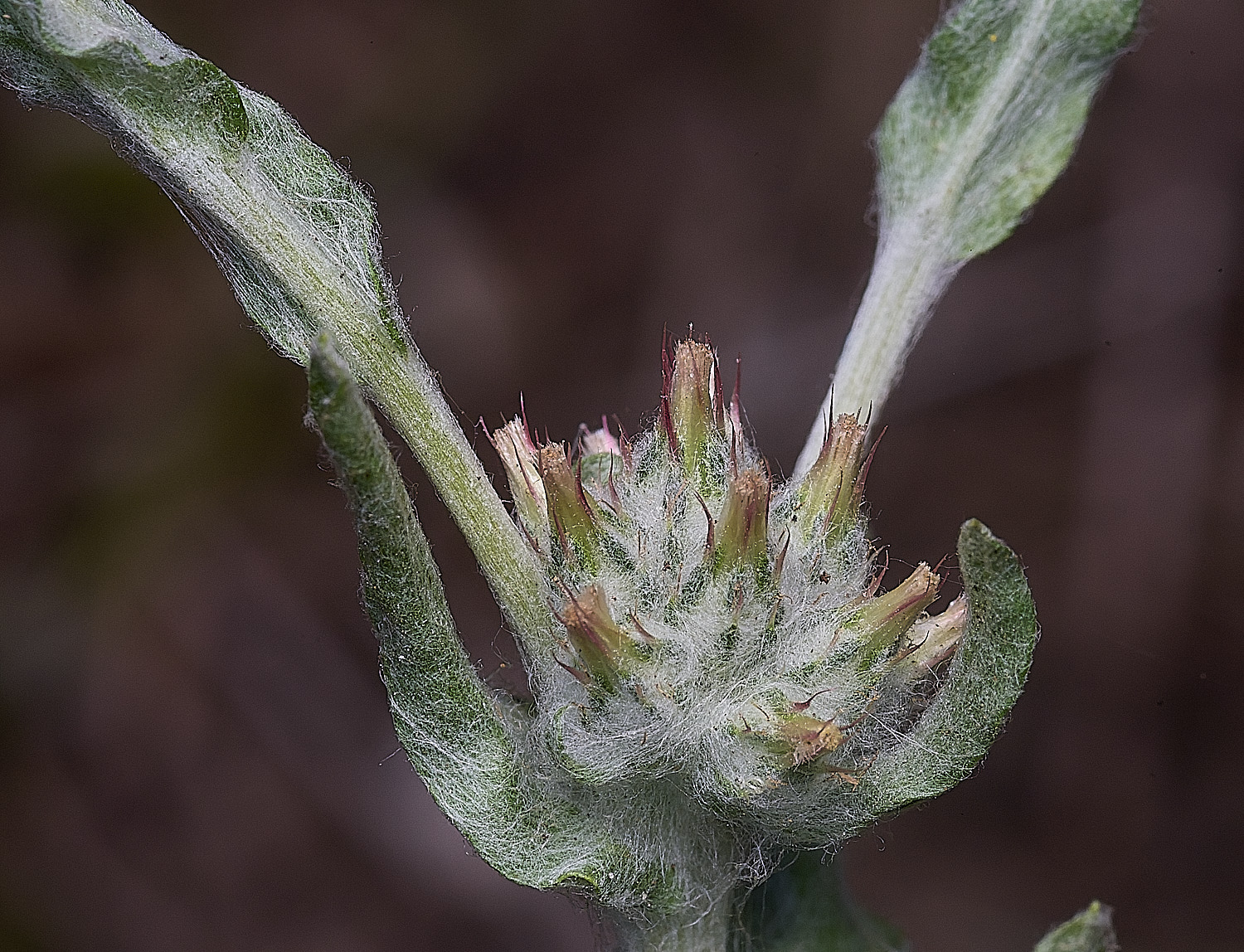 SantonDownhamRedtippedCudweed250825-12