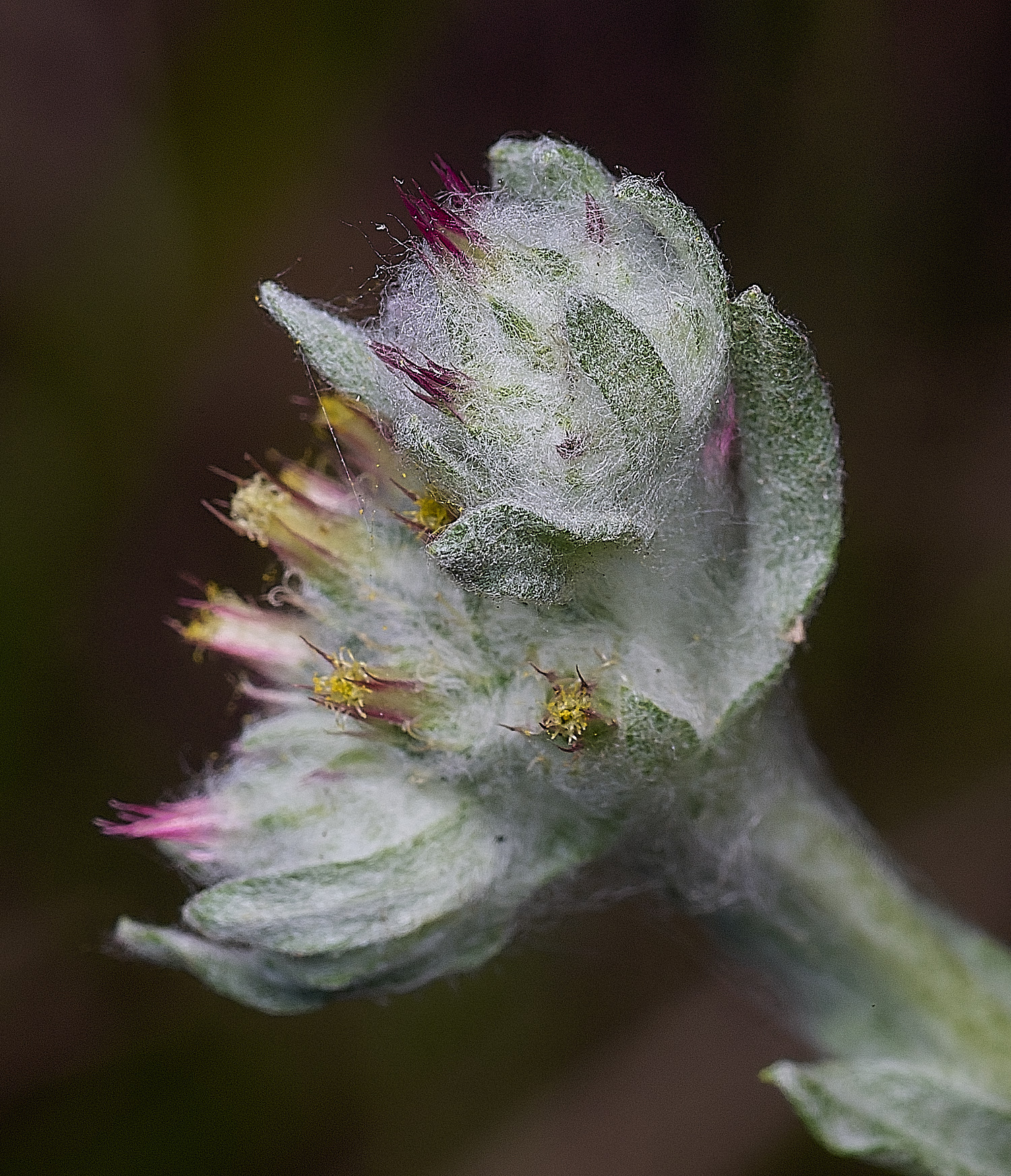 SantonDownhamRedtippedCudweed250825-13