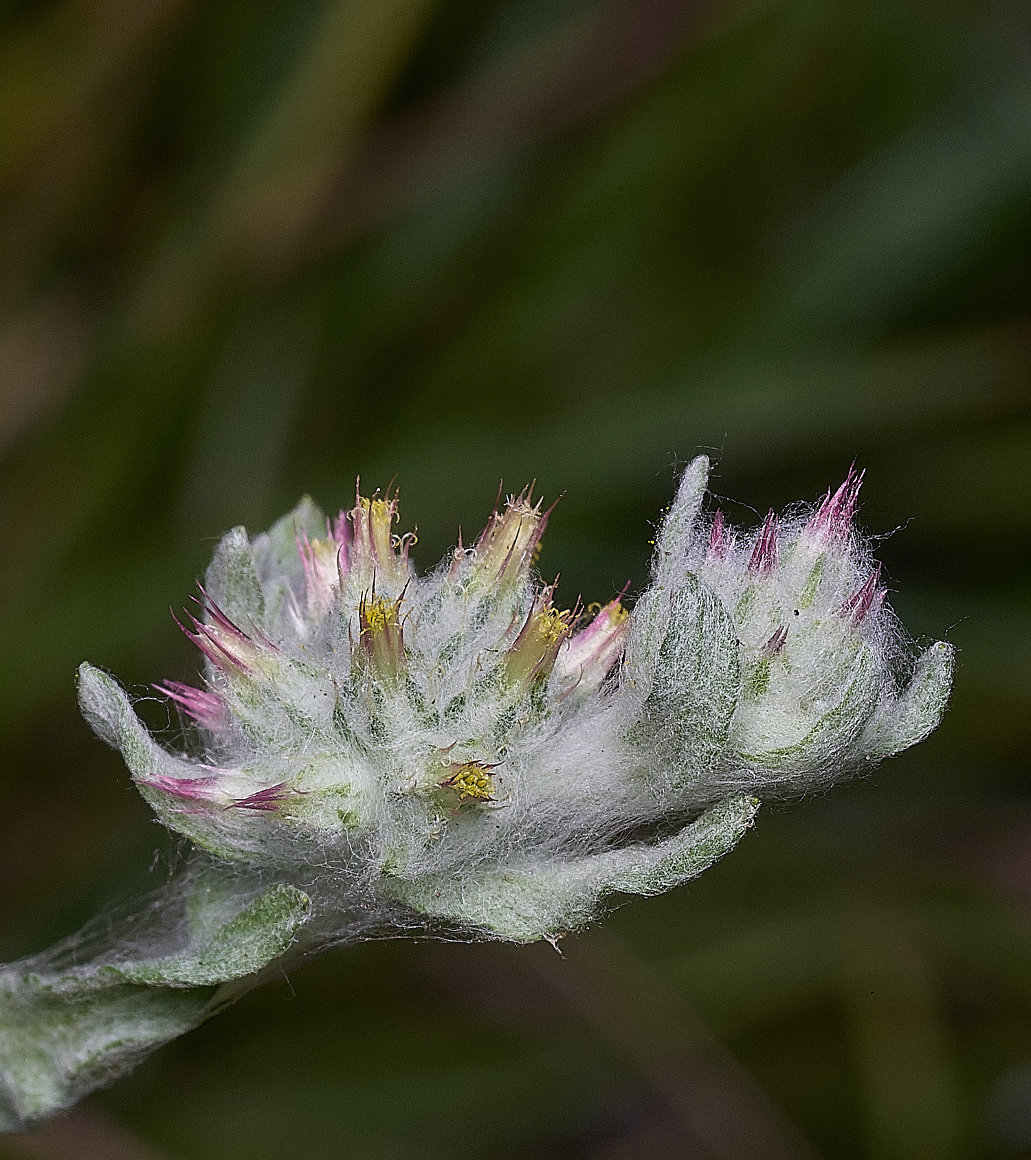 SantonDownhamRedtippedCudweed250825-3