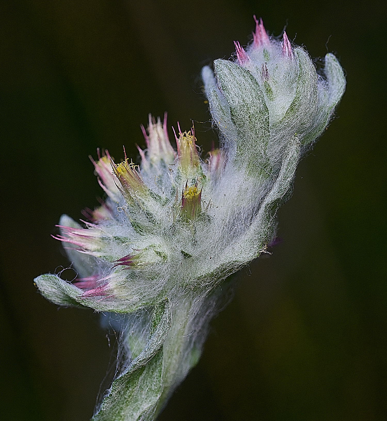 SantonDownhamRedtippedCudweed250825-4