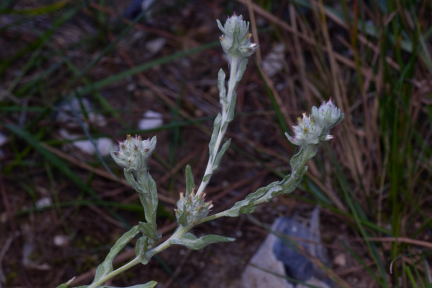SantonDownhamRedtippedCudweed250825-9