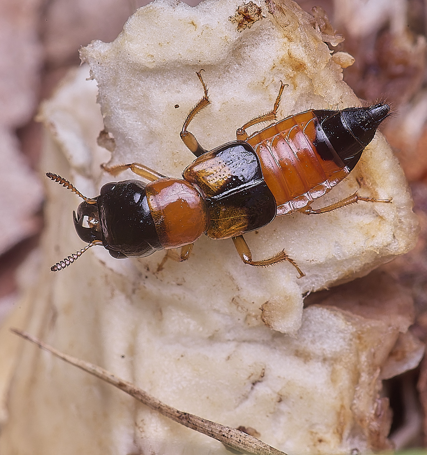 SantonDownhamRoveBettle080624-1