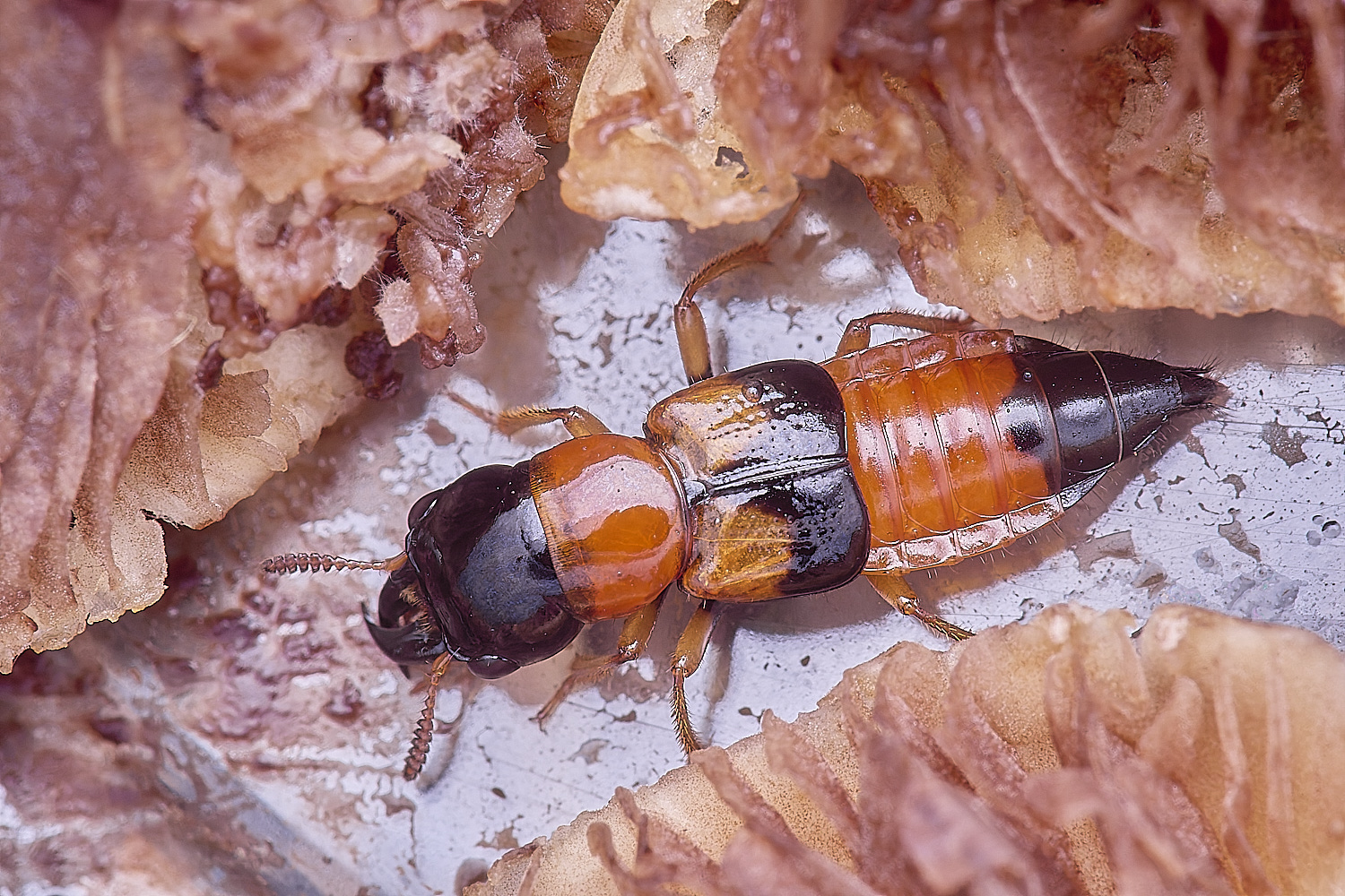 SantonDownhamRoveBettle080624-2 1