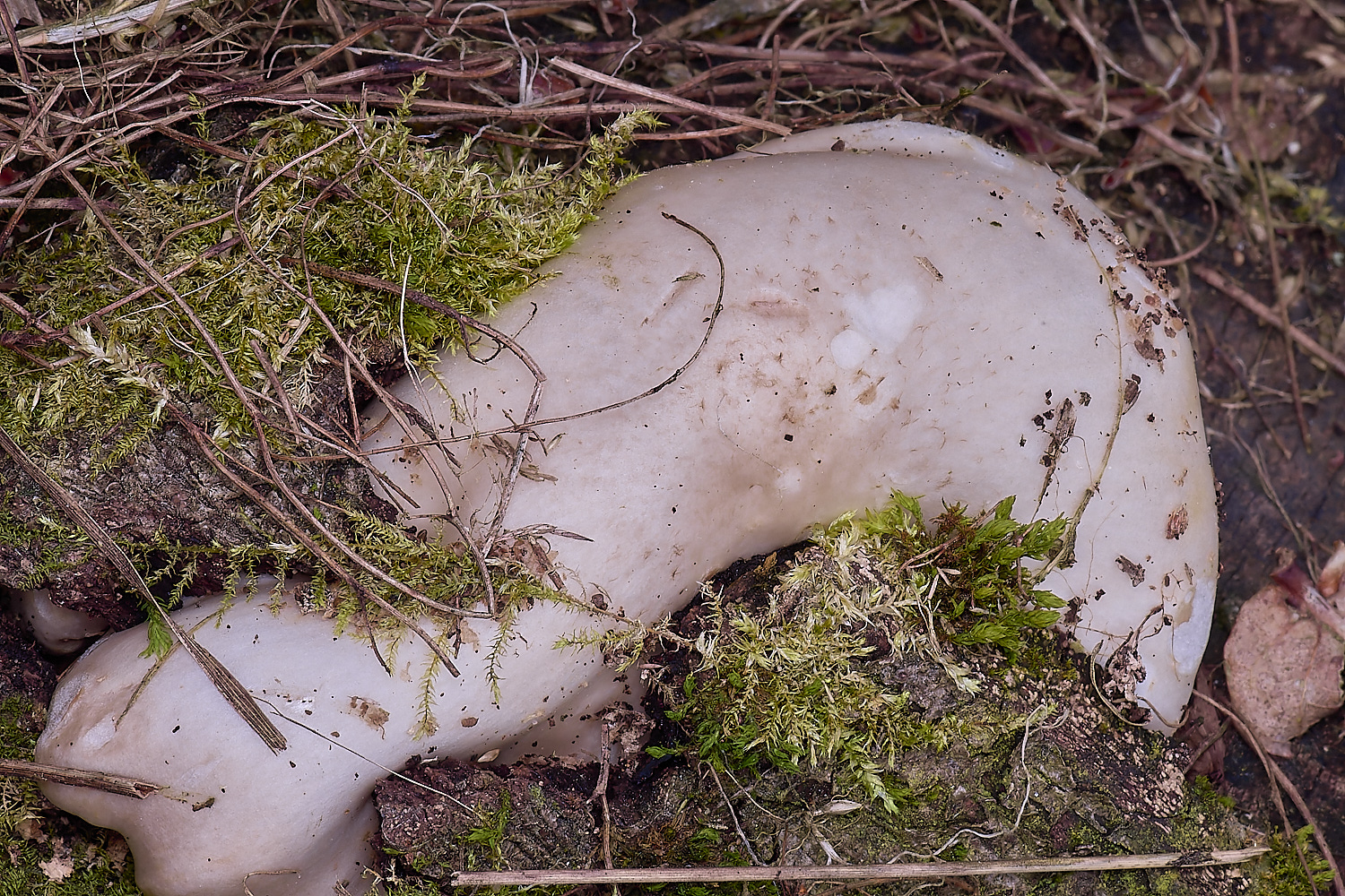 SantonDownhamShield080625-1 1