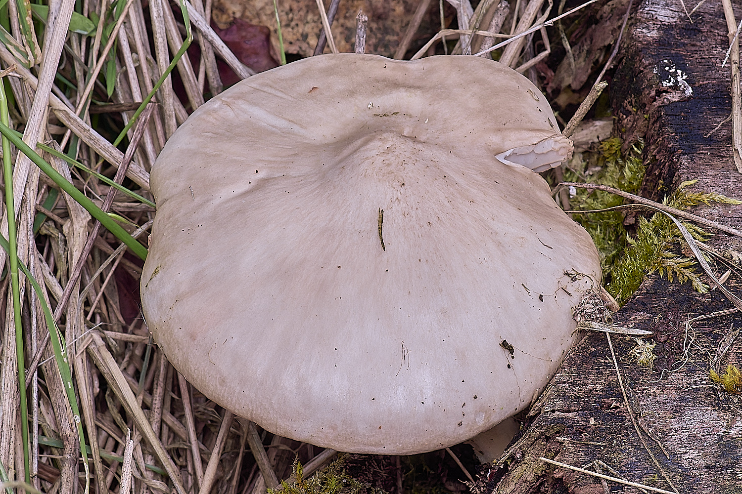 SantonDownhamShield080625-2 1