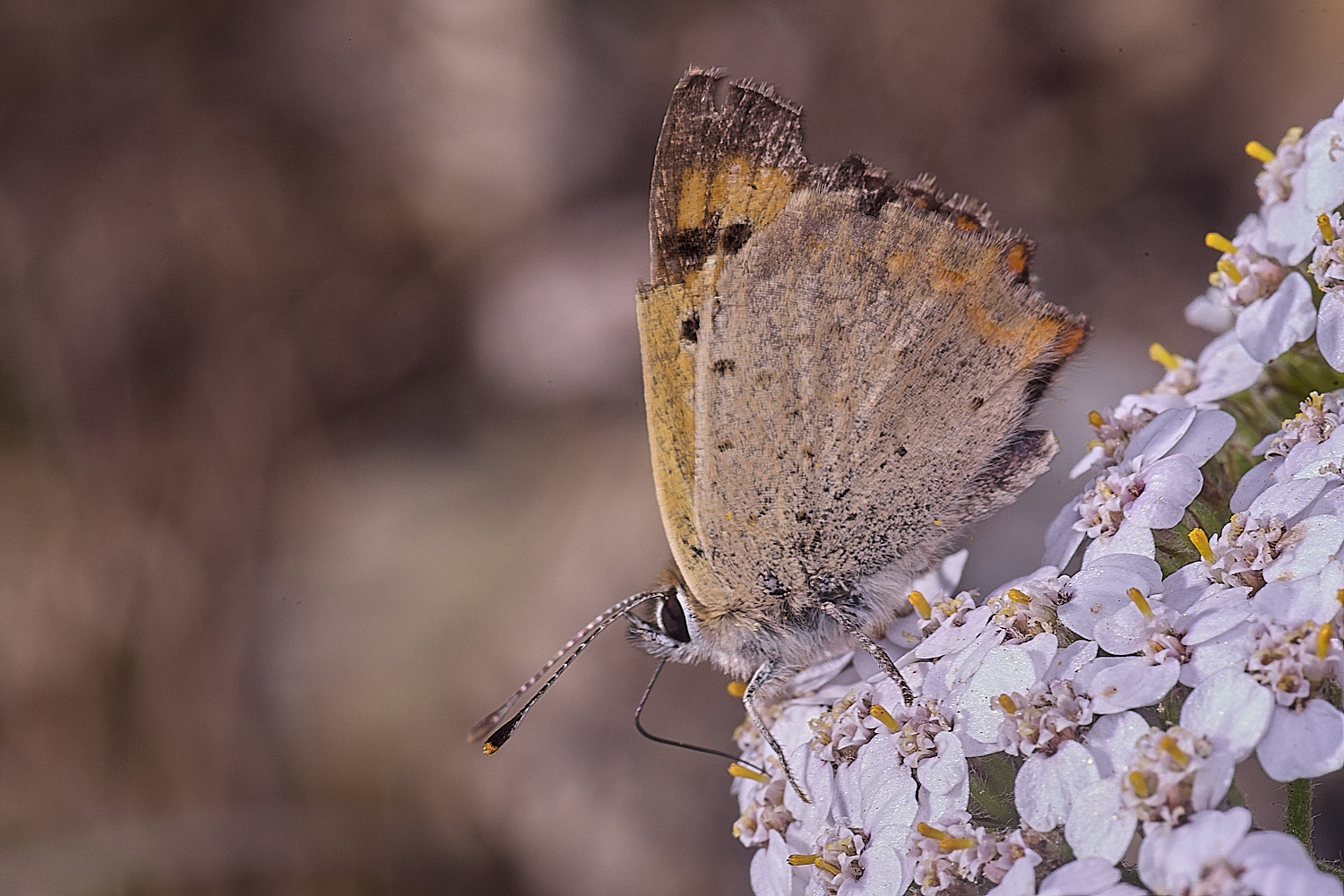 SantonDownhamSmallCopper250825-1