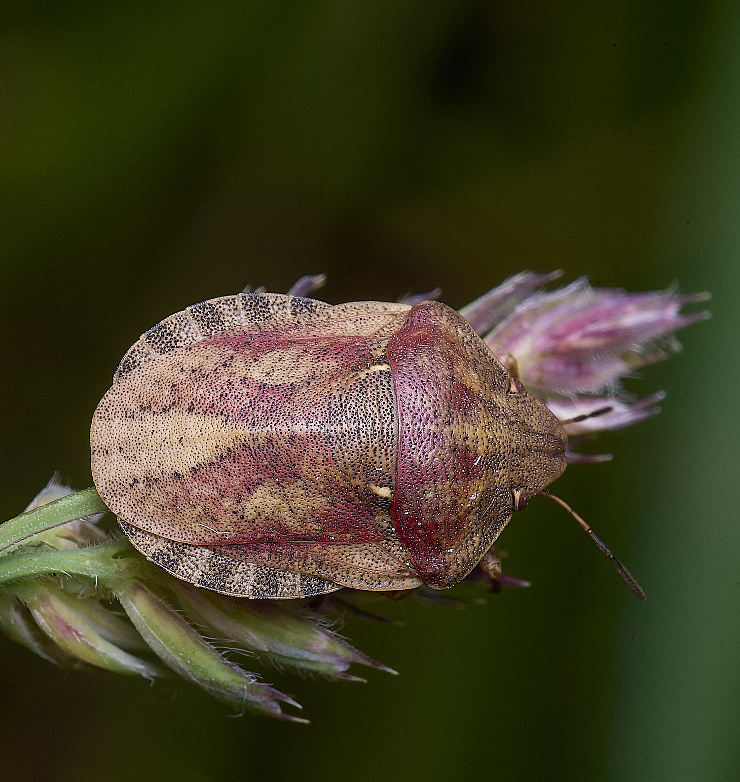 SantonDownhamTortoiseShieldbug080625-2 1